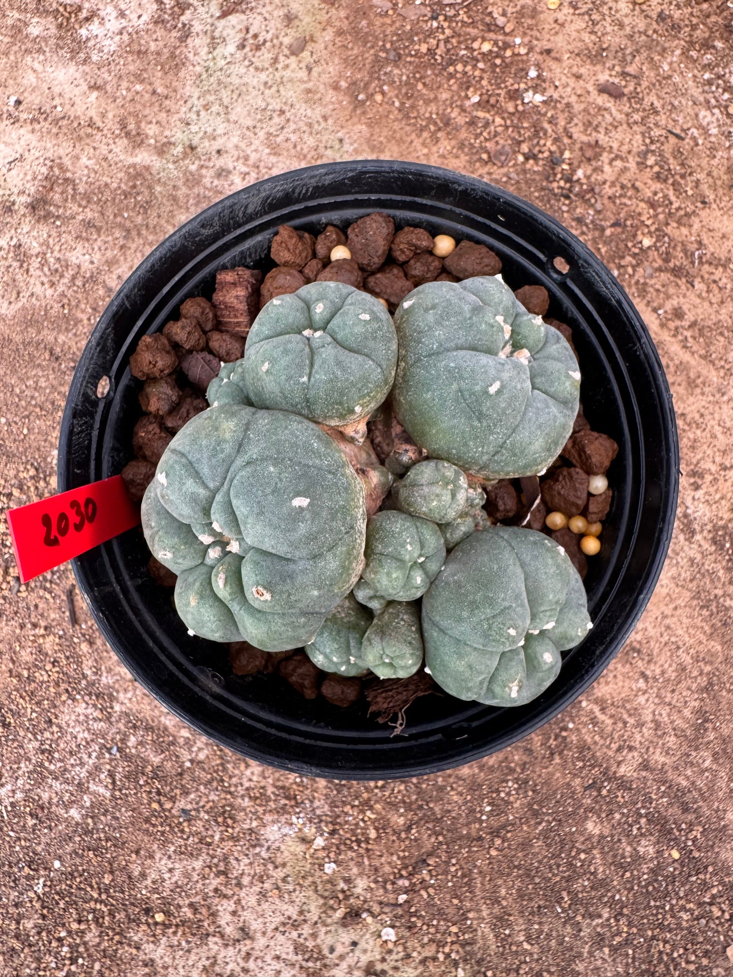 Lophophora williamsii – Peyote Cactus (6–7 cm, Own Root)