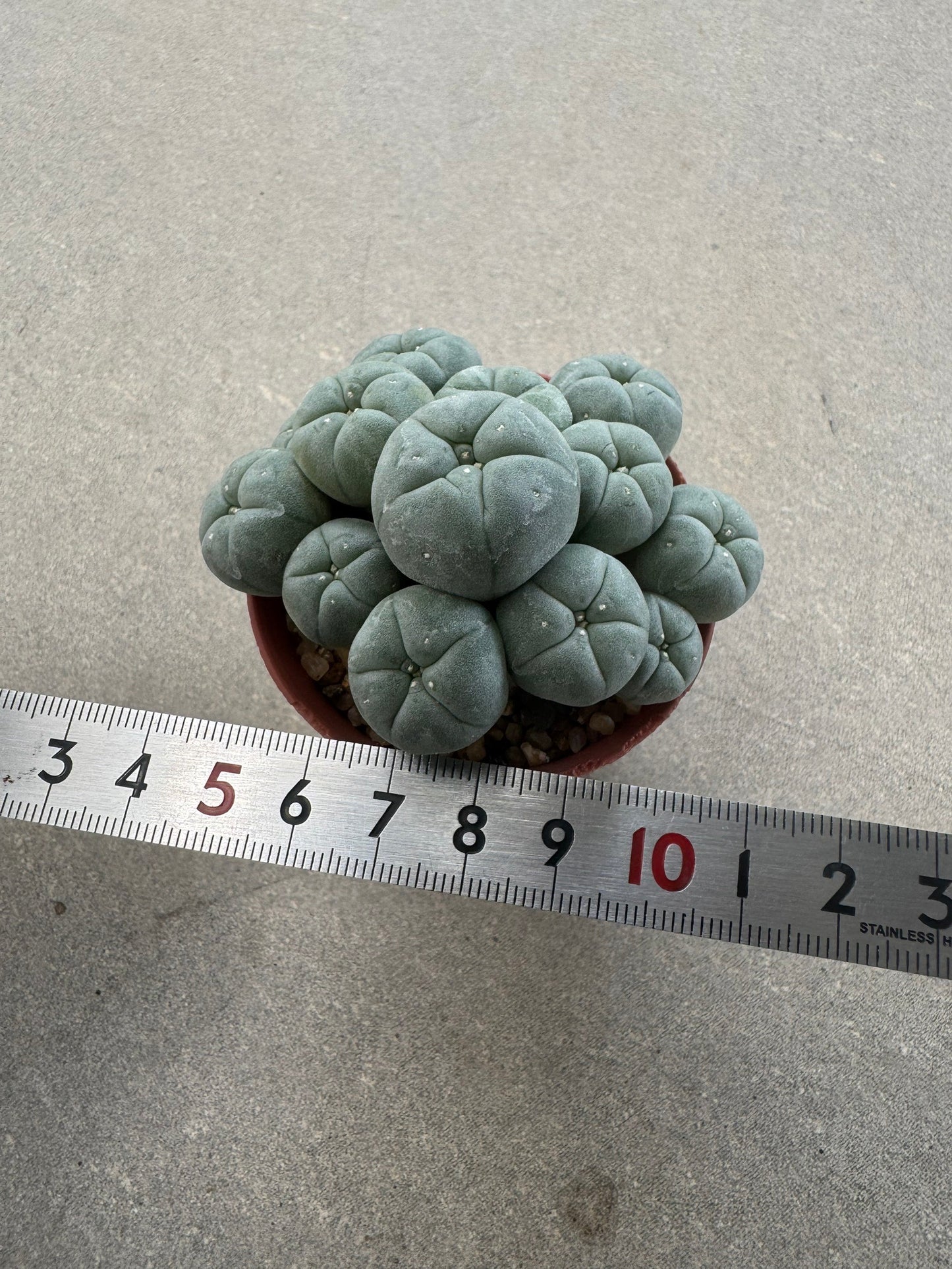 Aesthetic Lophophora williamsii f. caespitosa (Seed-Grown) – Perfect Form