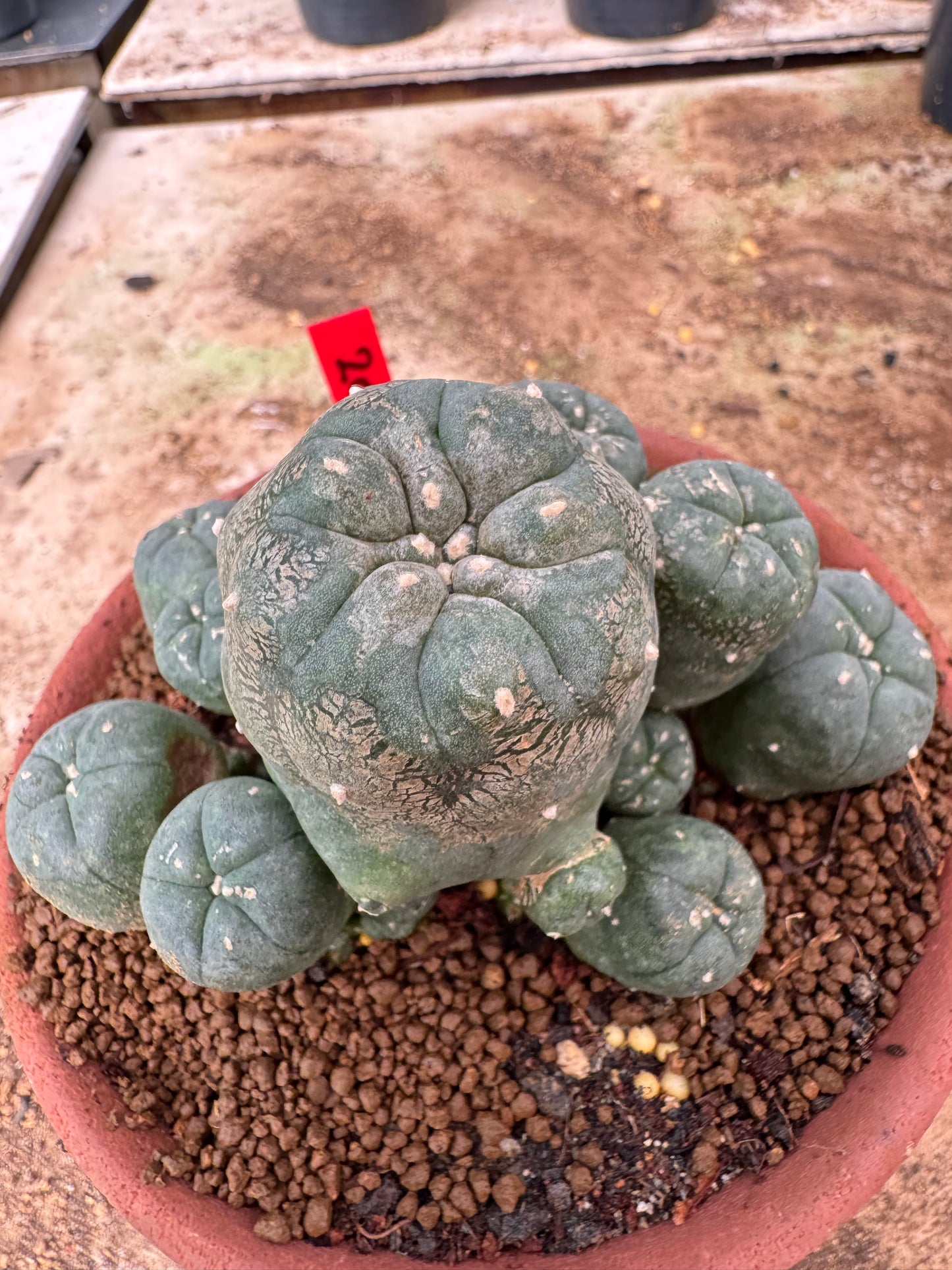 Lophophora williamsii – Peyote Cactus (6–7 cm, Own Root)