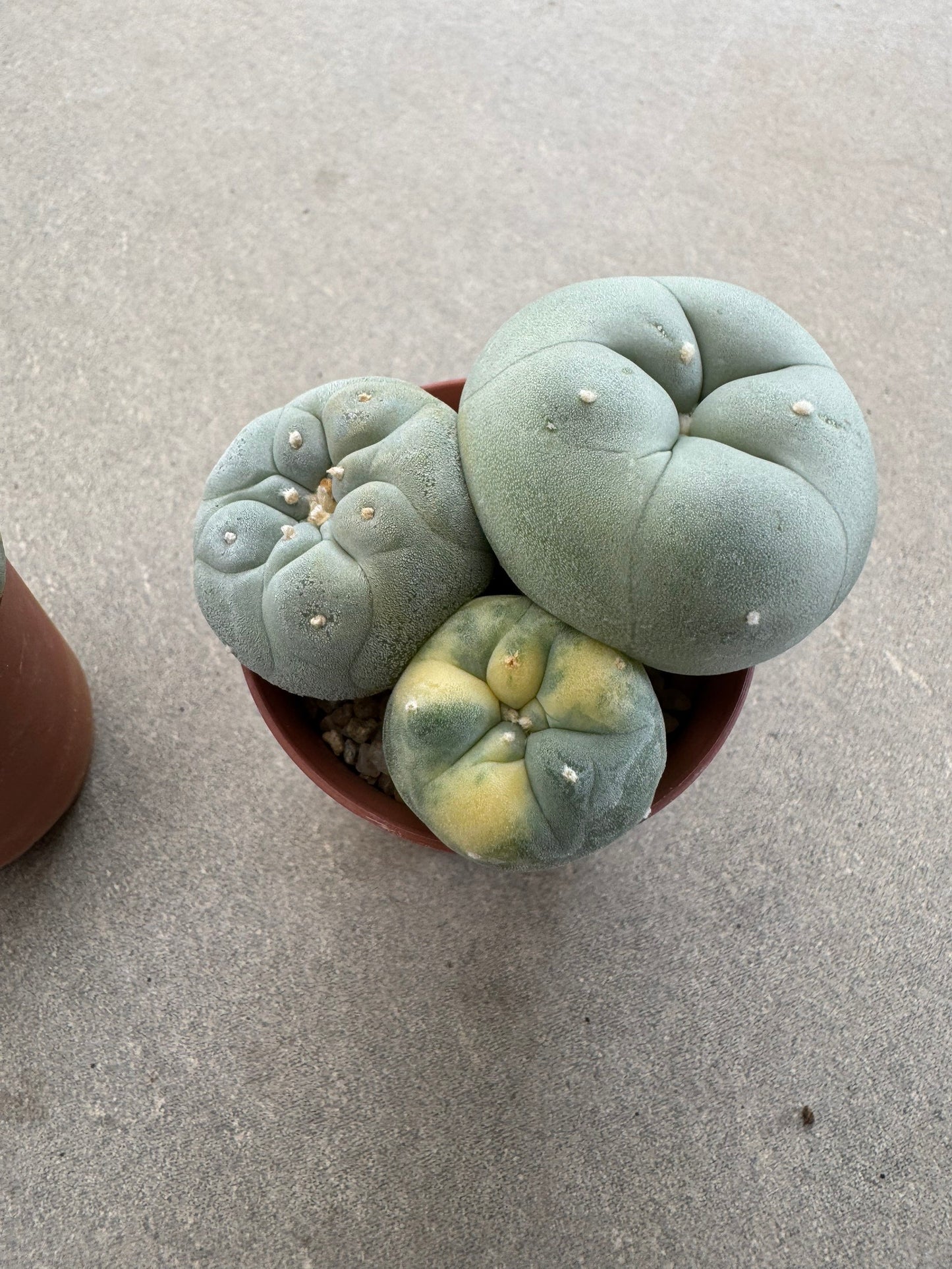 Rare Variegated Lophophora fricii Set | 2-Pot Collector's Bundle