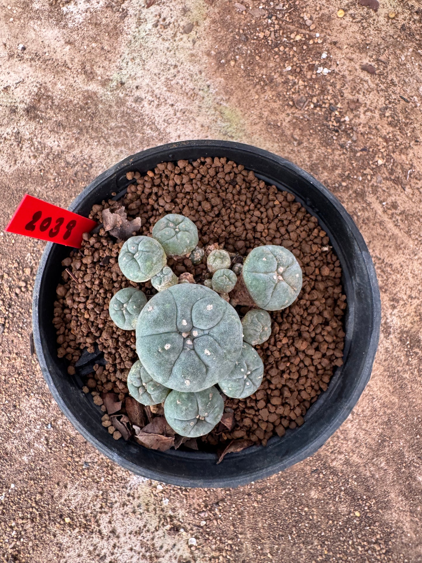 Lophophora williamsii – Peyote Cactus (4-6 cm, Own Root)