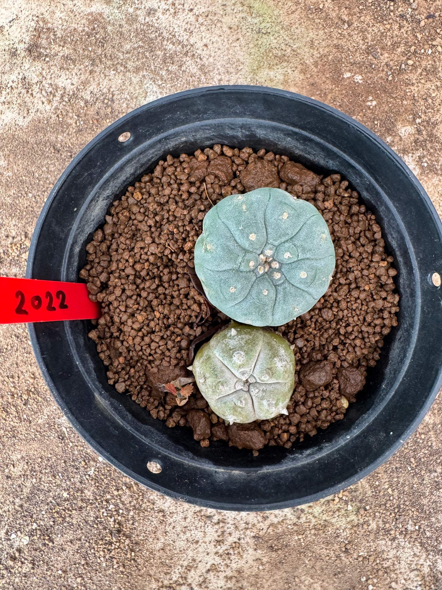 Lophophora williamsii – Peyote Cactus (6–7 cm, Own Root)