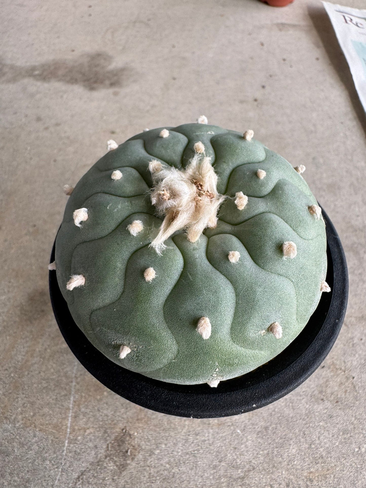Lophophora fricii 'Multi-Ribs Clone' (Rooted Offshoot) – Premium Form