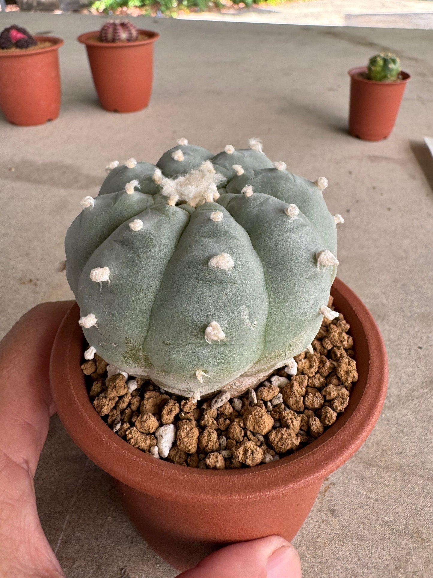 Lophophora williamsii v. texana (Seed-Grown) – Authentic Star Cactus