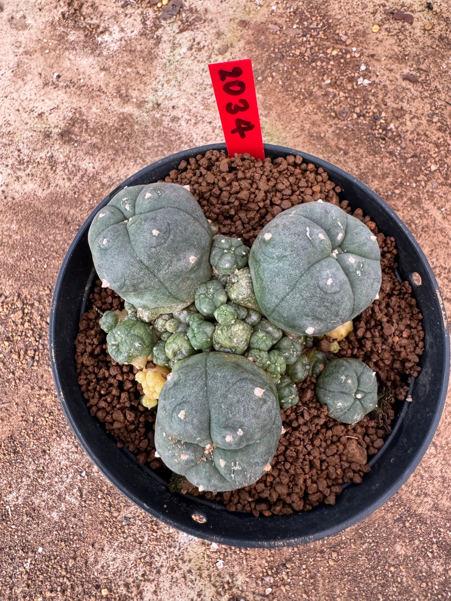 Lophophora williamsii – Peyote Cactus (4-6 cm, Own Root)