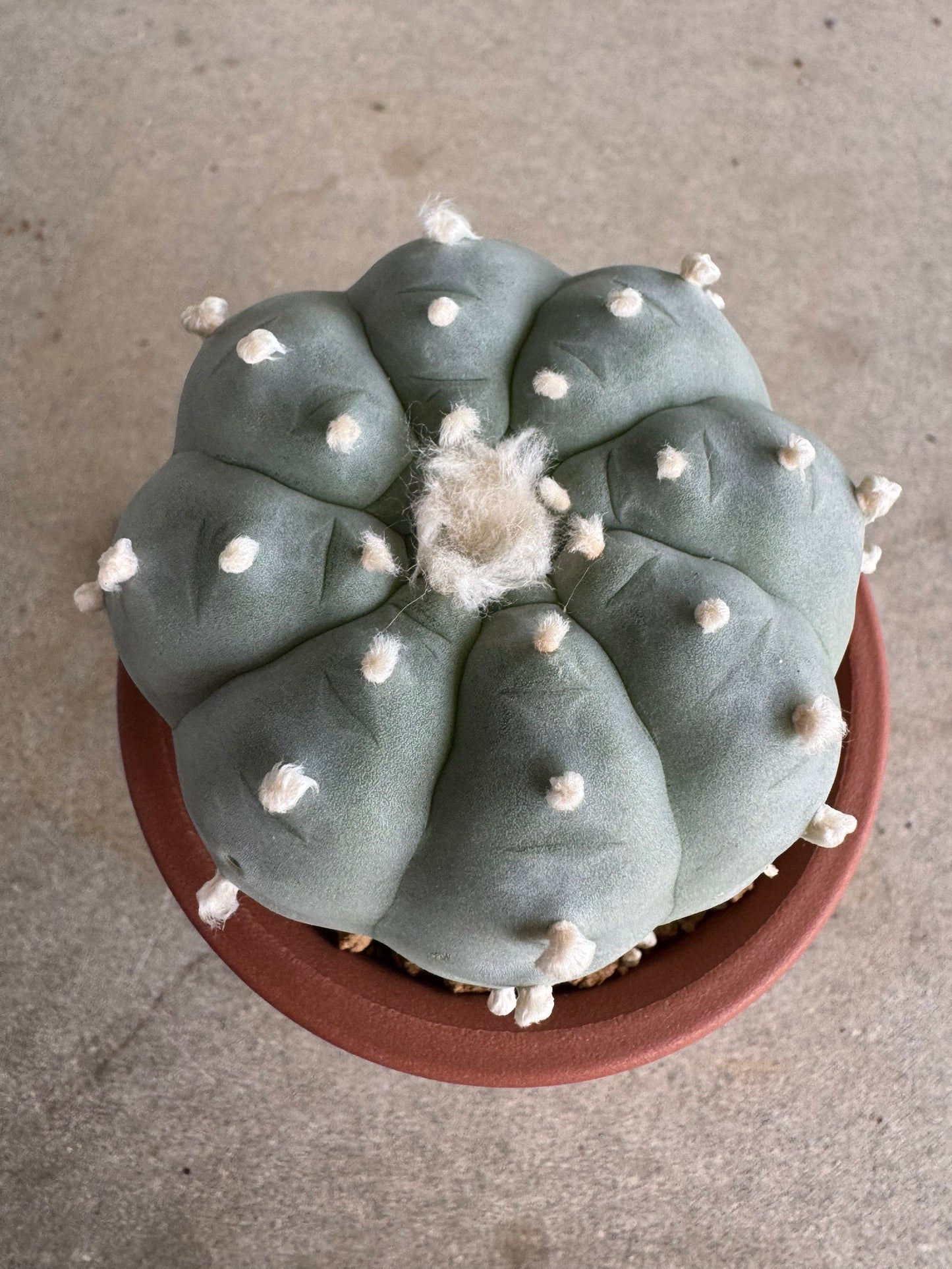 Lophophora williamsii v. texana (Seed-Grown) – Authentic Star Cactus