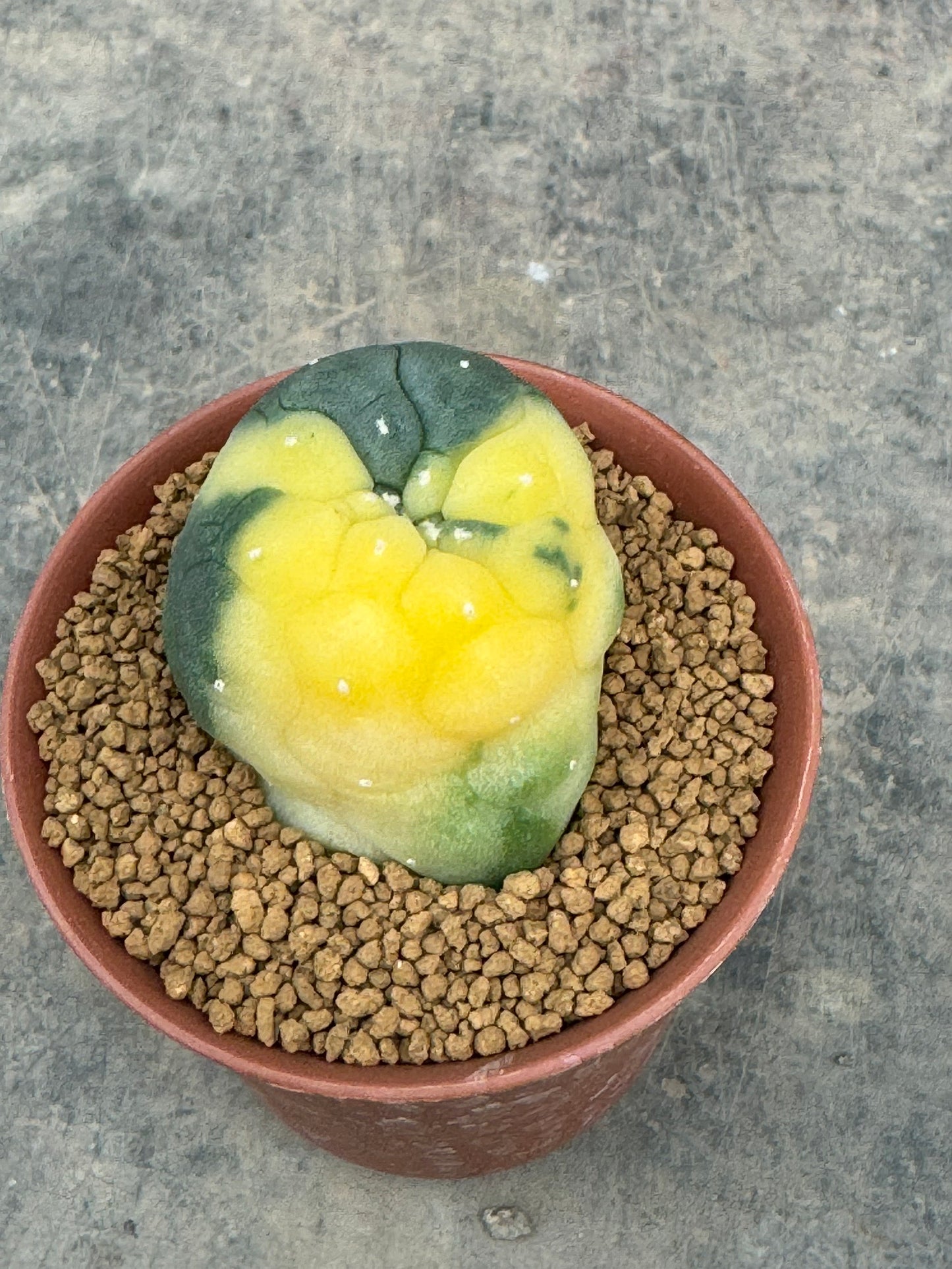 Lophophora williamsii variegate – Peyote Cactus (Seed Grown, 2-3 cm, Own Root) 10 years old