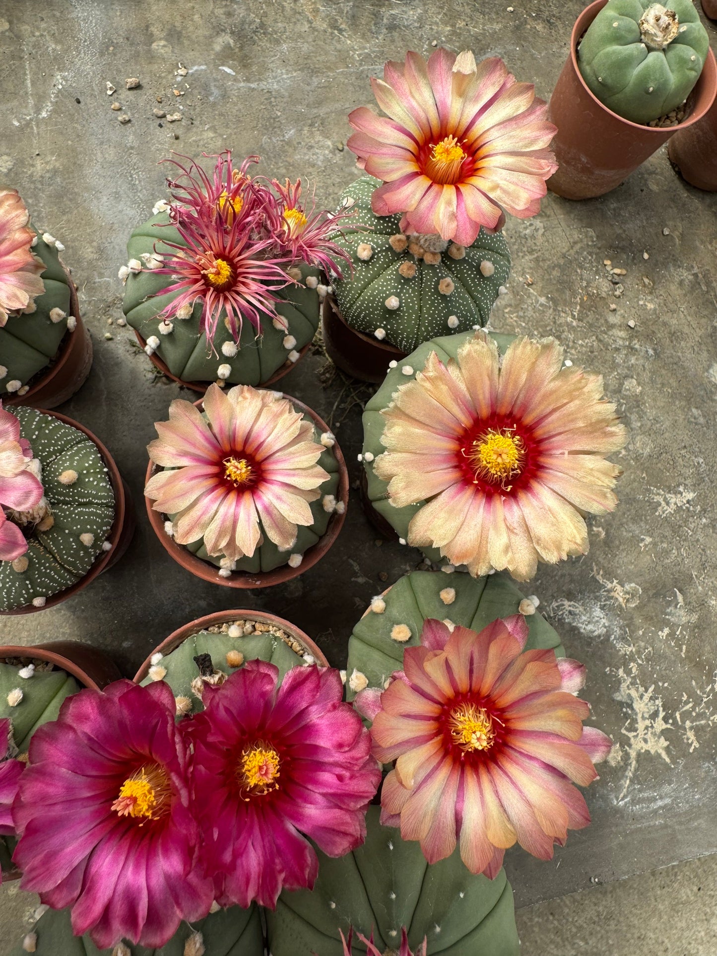 Rare Astrophytum Asterias Star Cactus | Multi-Color Bloom Set (11 Plants in 2-Inch Pots)