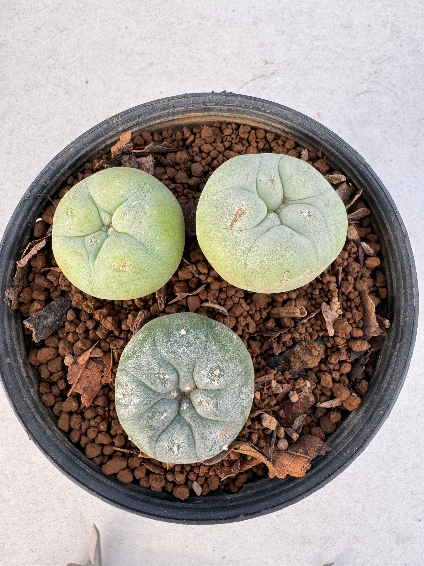 Lophophora diffusa –  Cactus (3-3.5 cm, Own Root)