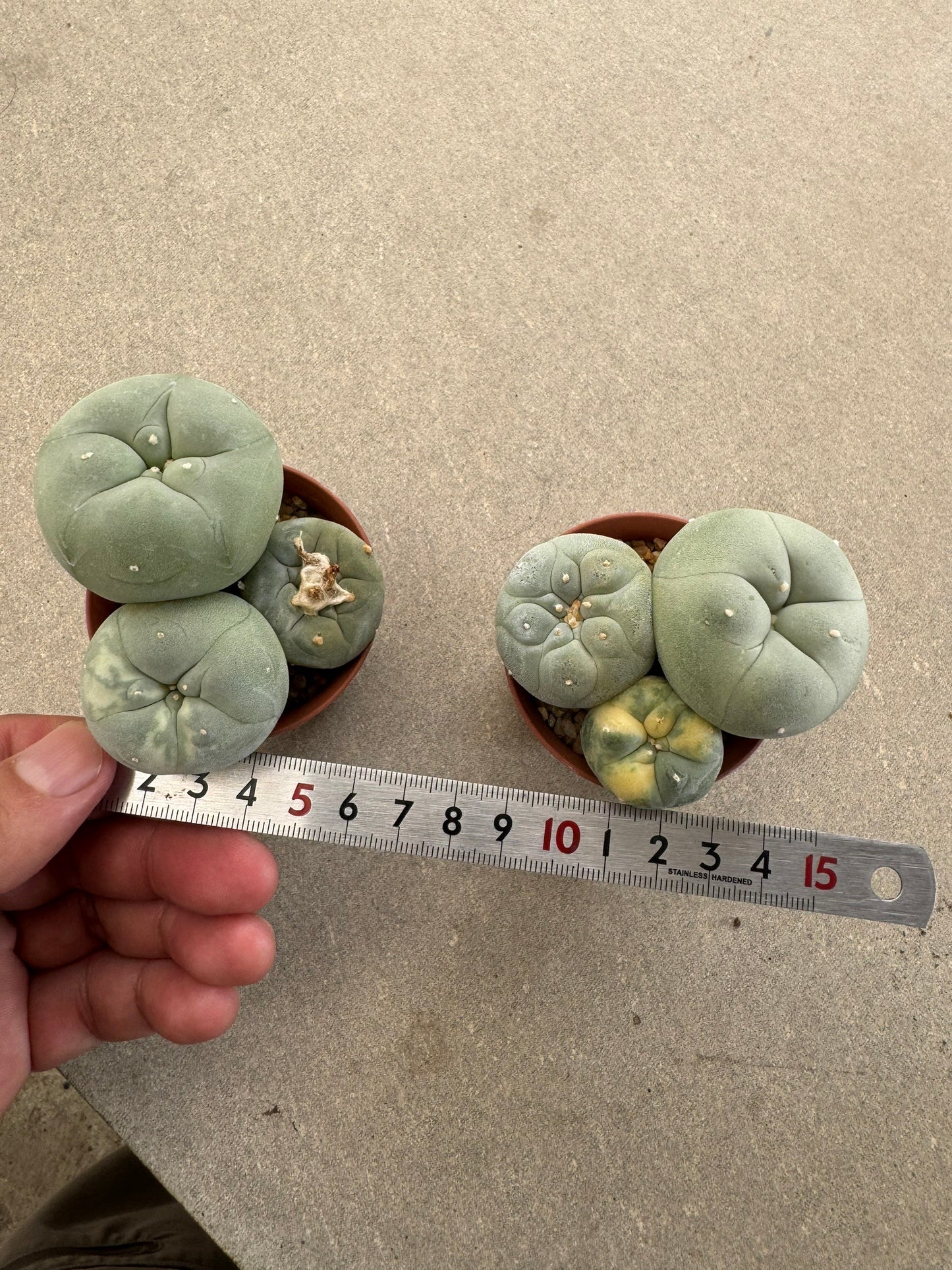 Rare Variegated Lophophora fricii Set | 2-Pot Collector's Bundle