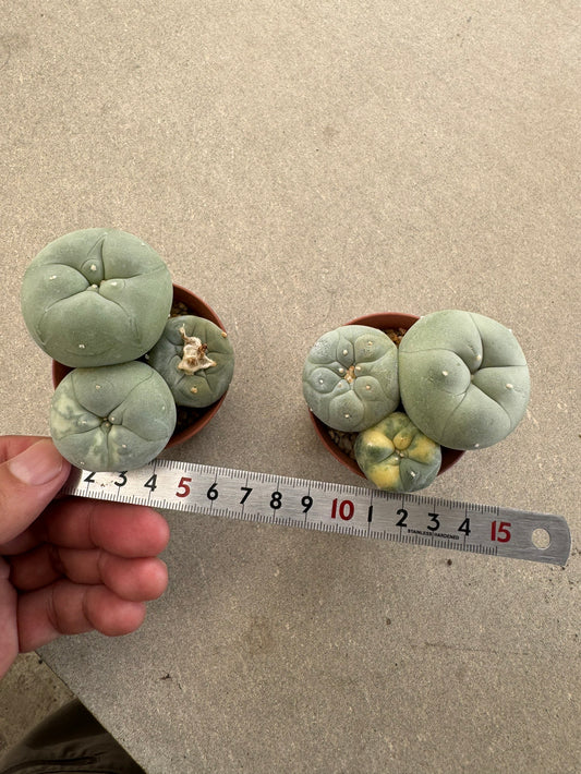 Rare Variegated Lophophora fricii Set | 2-Pot Collector's Bundle