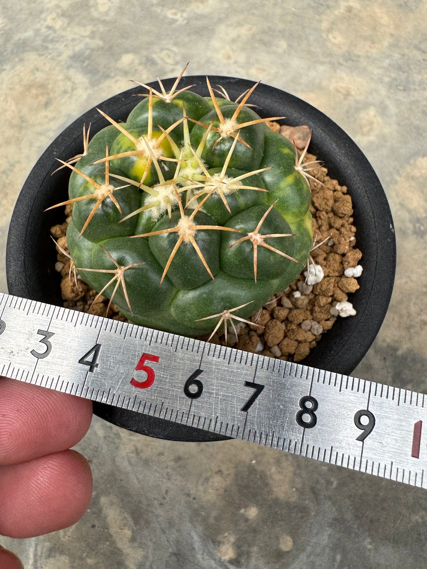 Coryphantha elephantidens | Well-Rooted Cactus Cutting (Large Tubercle Form)