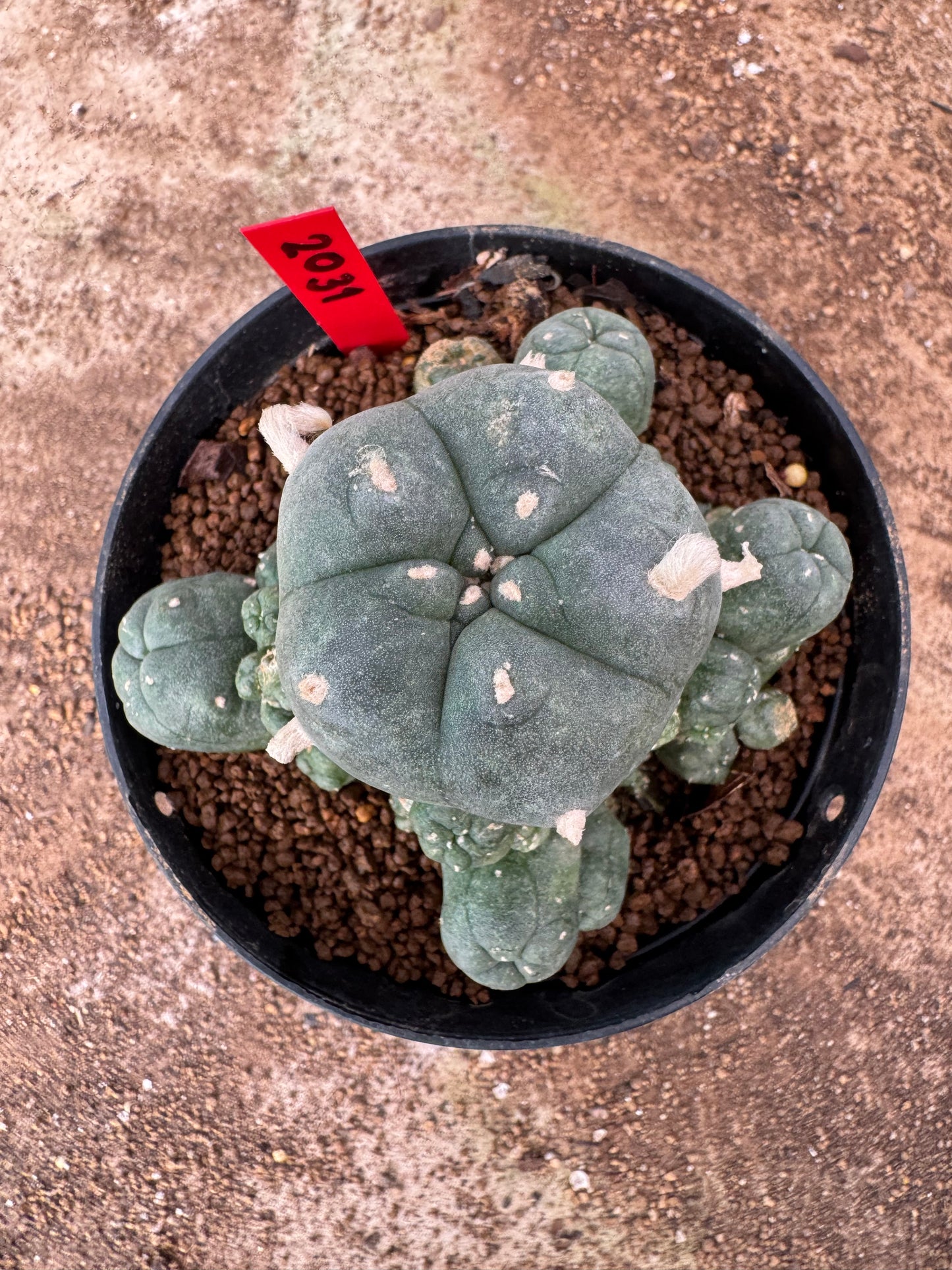 Lophophora williamsii – Peyote Cactus (6–7 cm, Own Root)