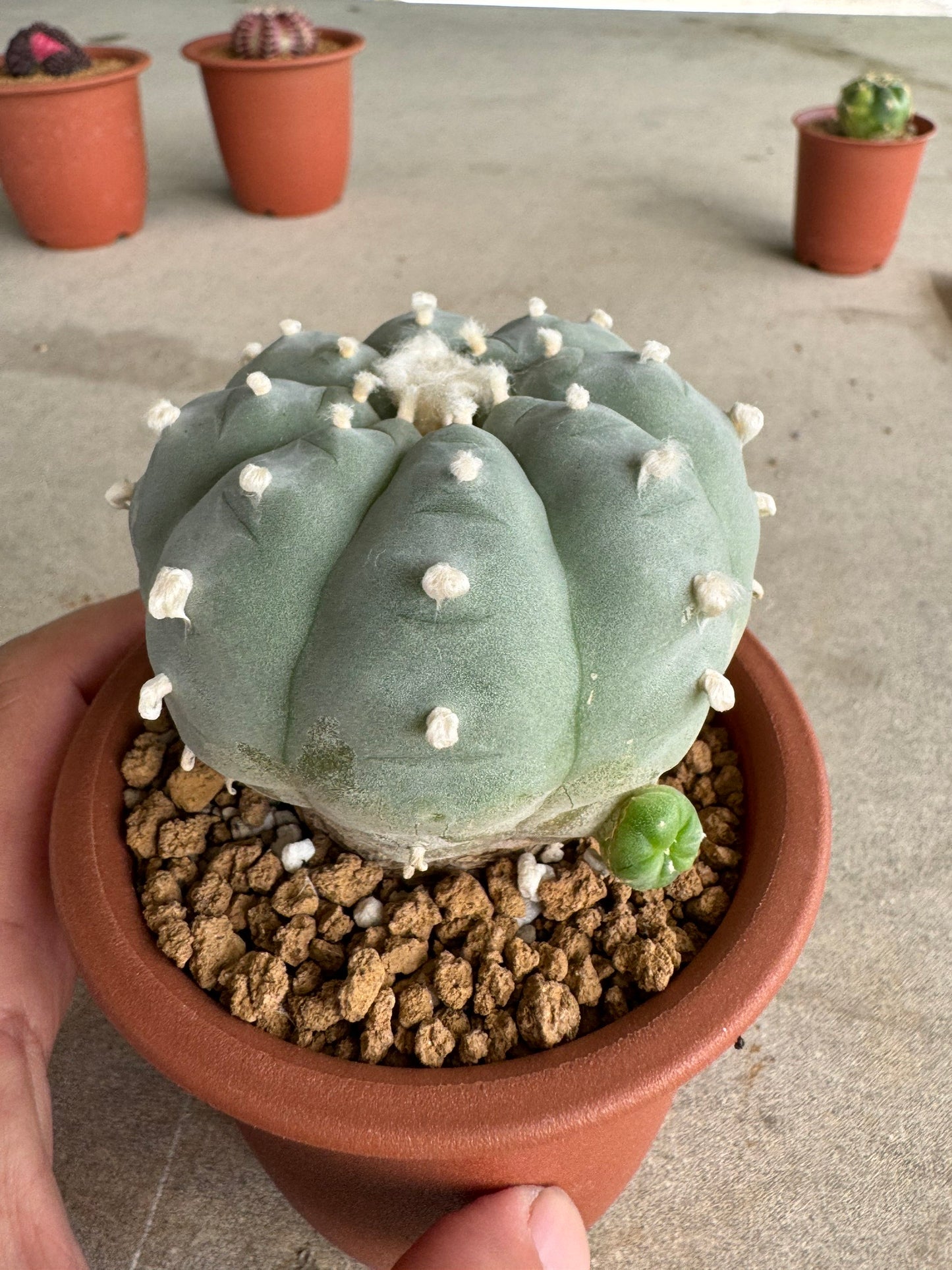 Lophophora williamsii v. texana (Seed-Grown) – Authentic Star Cactus