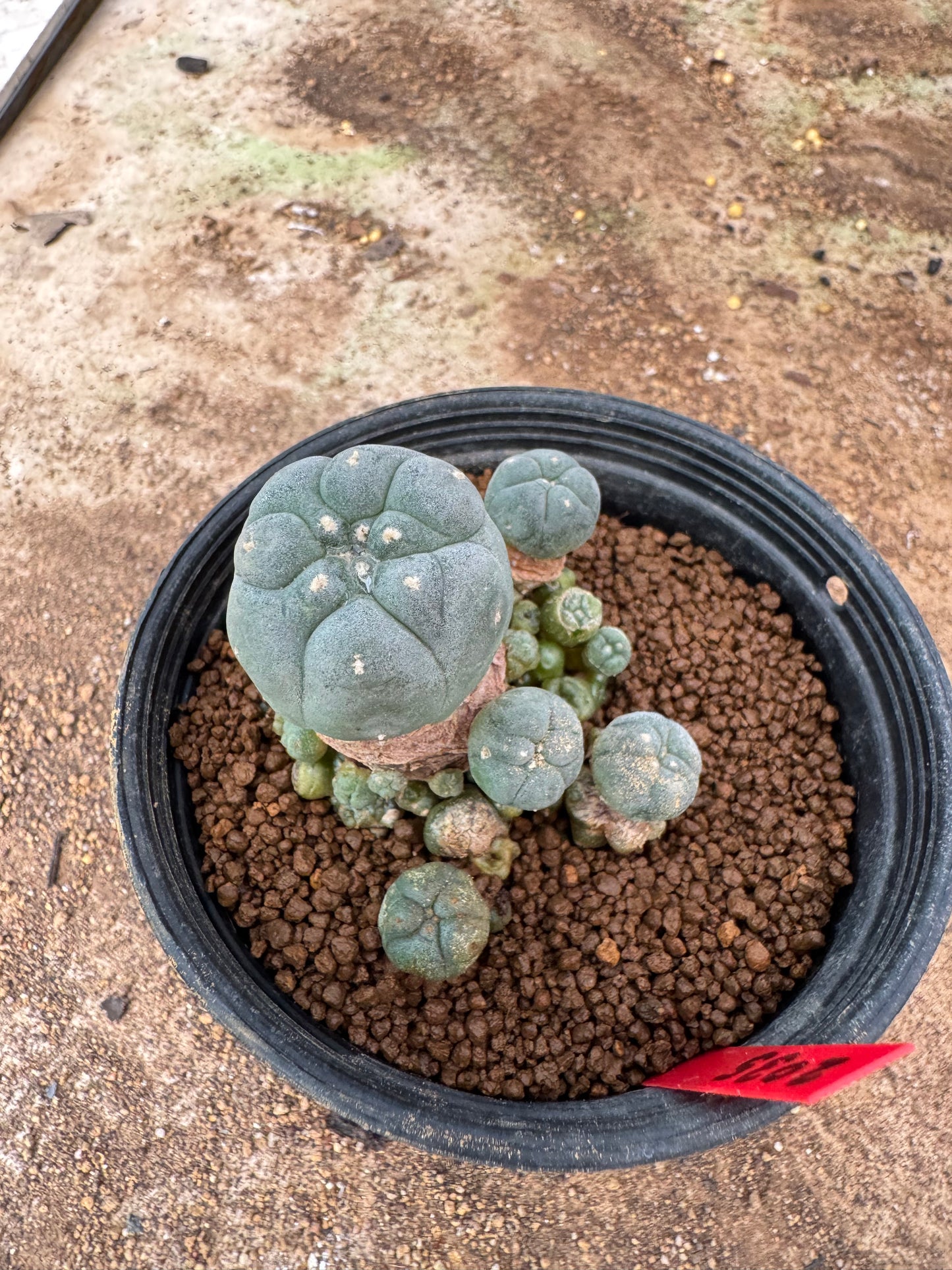 Lophophora williamsii – Peyote Cactus (4-6 cm, Own Root)