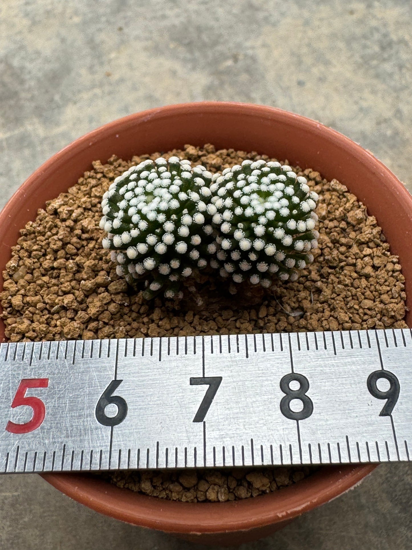 Mammillaria luethyi Double Head | Premium Seedling Cactus (3-4 cm)