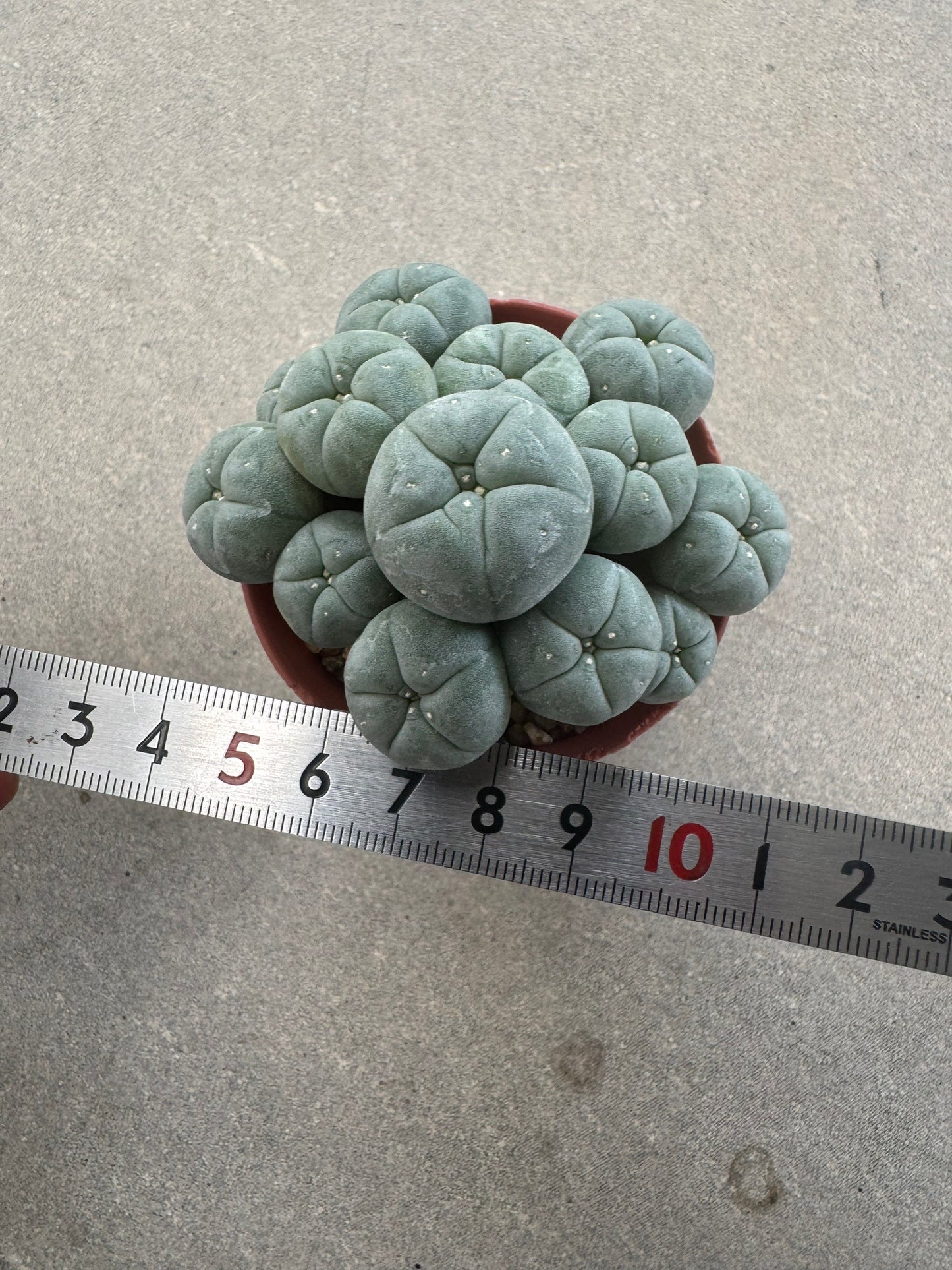 Aesthetic Lophophora williamsii f. caespitosa (Seed-Grown) – Perfect Form