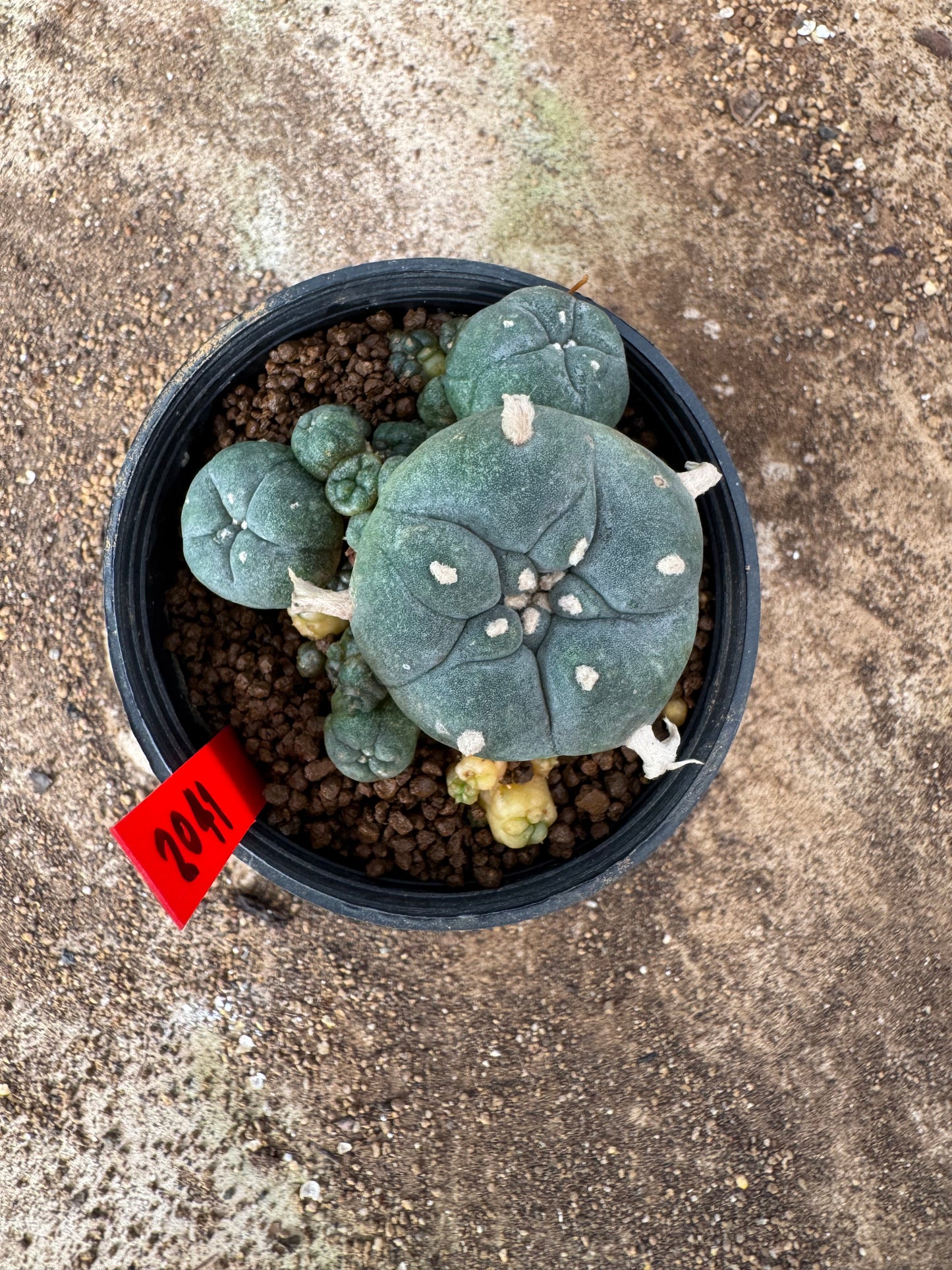Lophophora williamsii – Peyote Cactus (4-6 cm, Own Root)