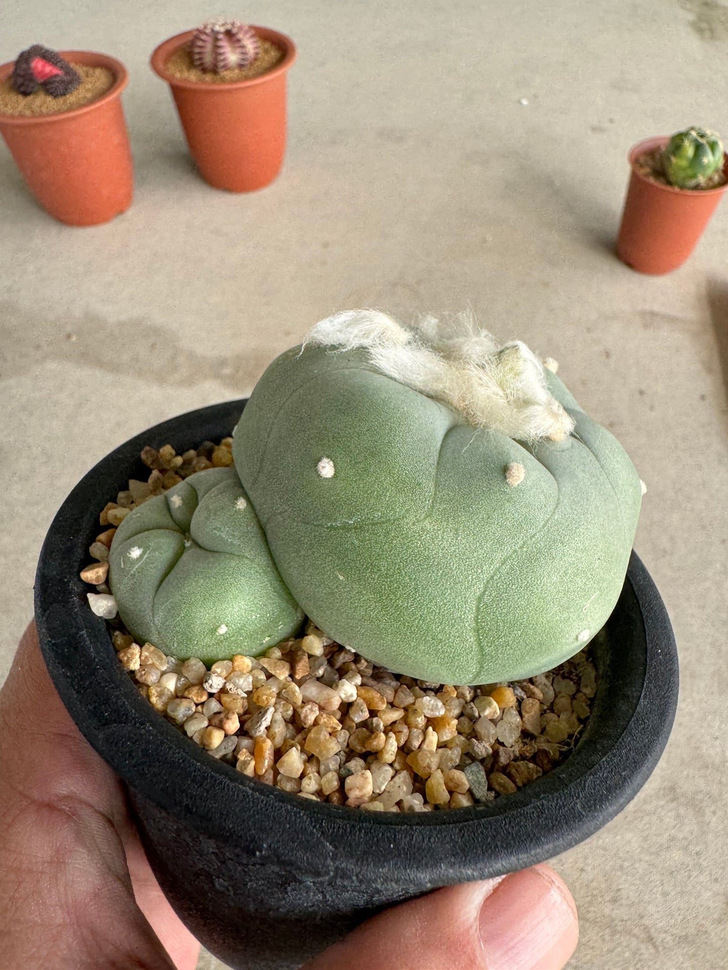 Rare Seed-Grown Lophophora diffusa | Premium Established Seedling (Own Roots)
