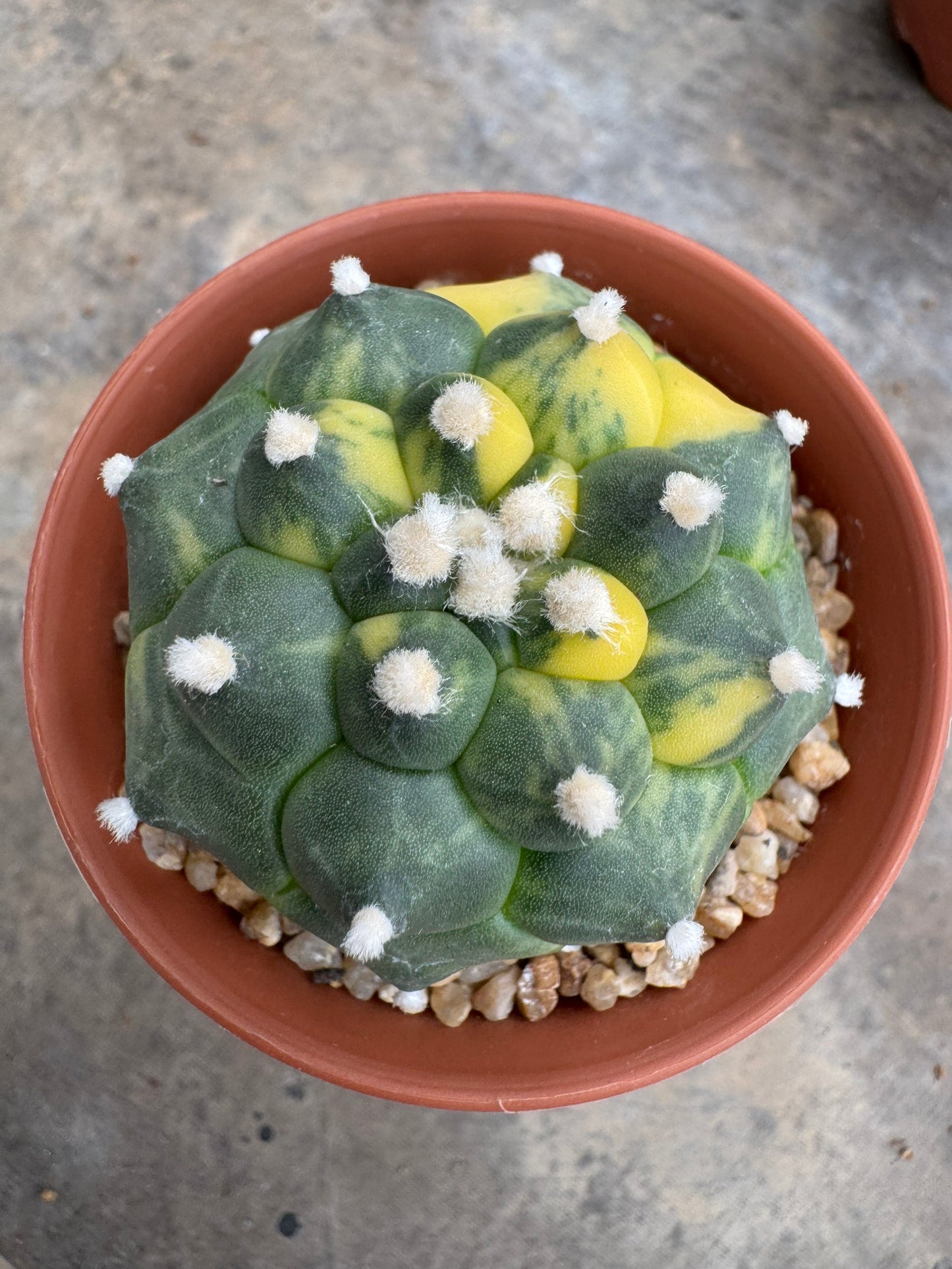 Rare Astrophytum asterias nudum 'Kikko' (Seed-Grown) – Premium Collector's Cactus