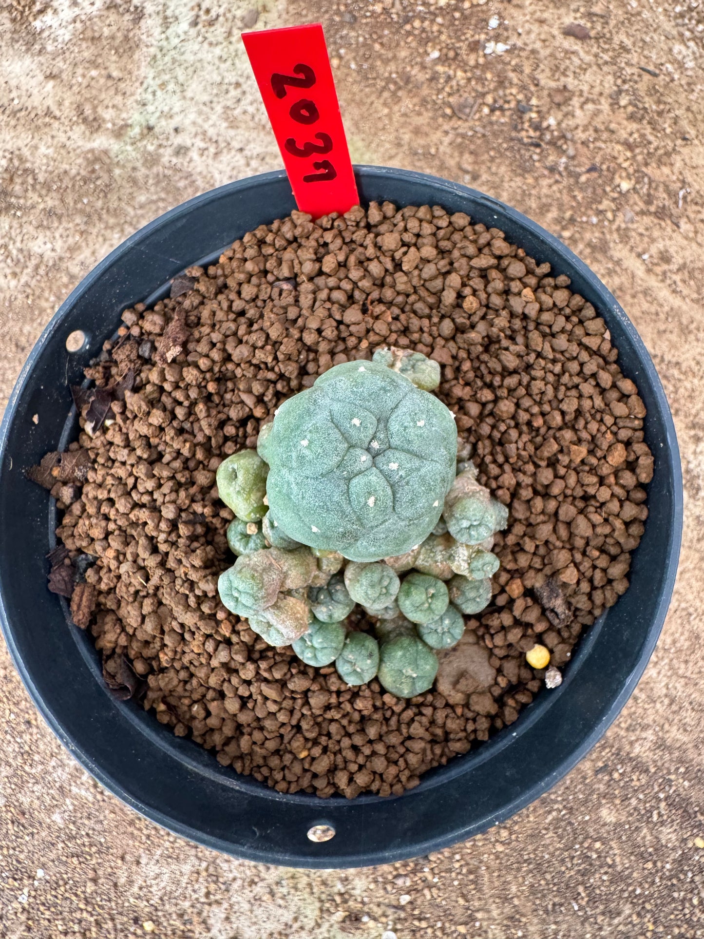 Lophophora williamsii – Peyote Cactus (4-6 cm, Own Root)