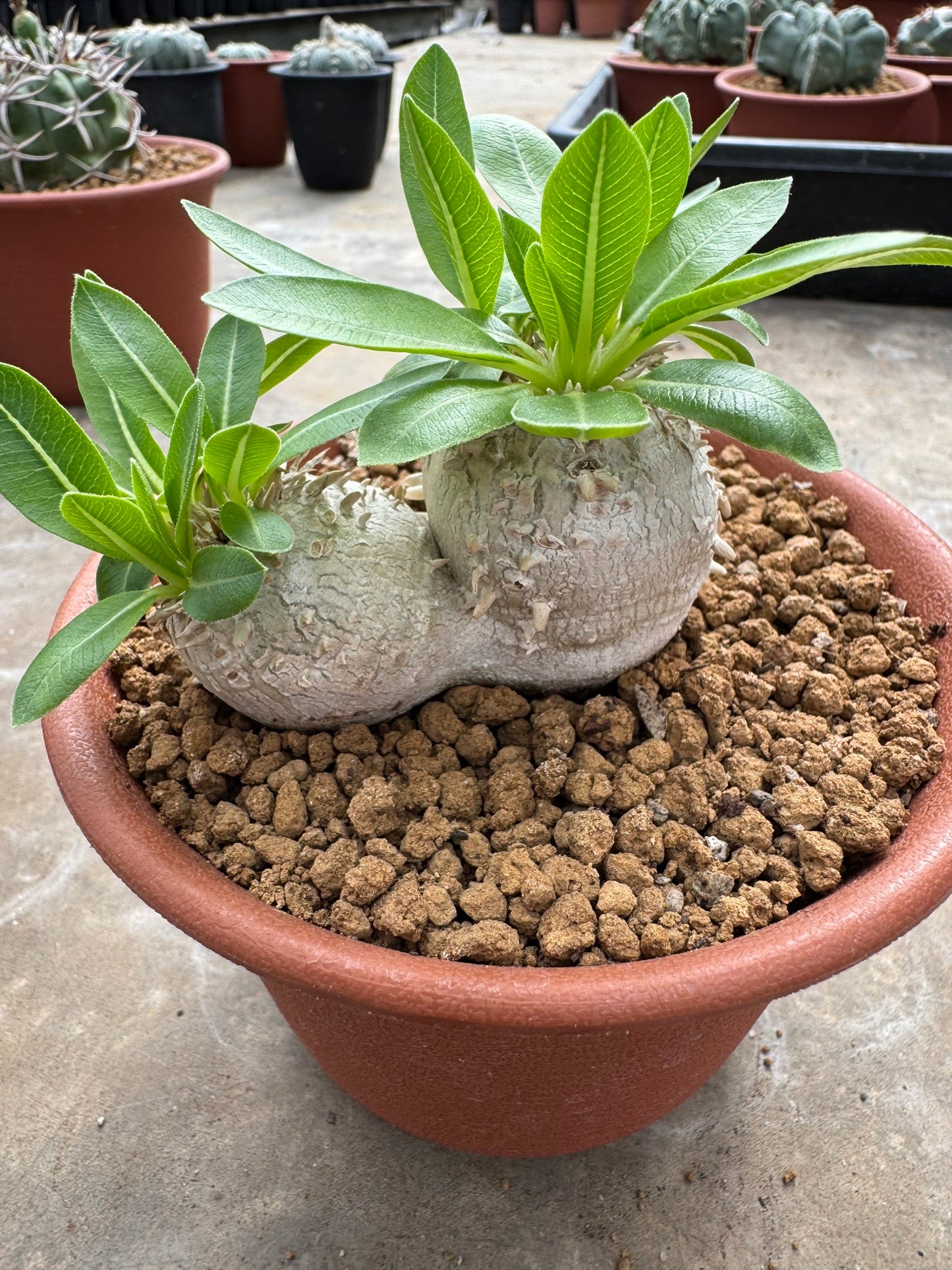Pachypodium brevicaule (Seed-Grown) – Rare Caudiciform Plant