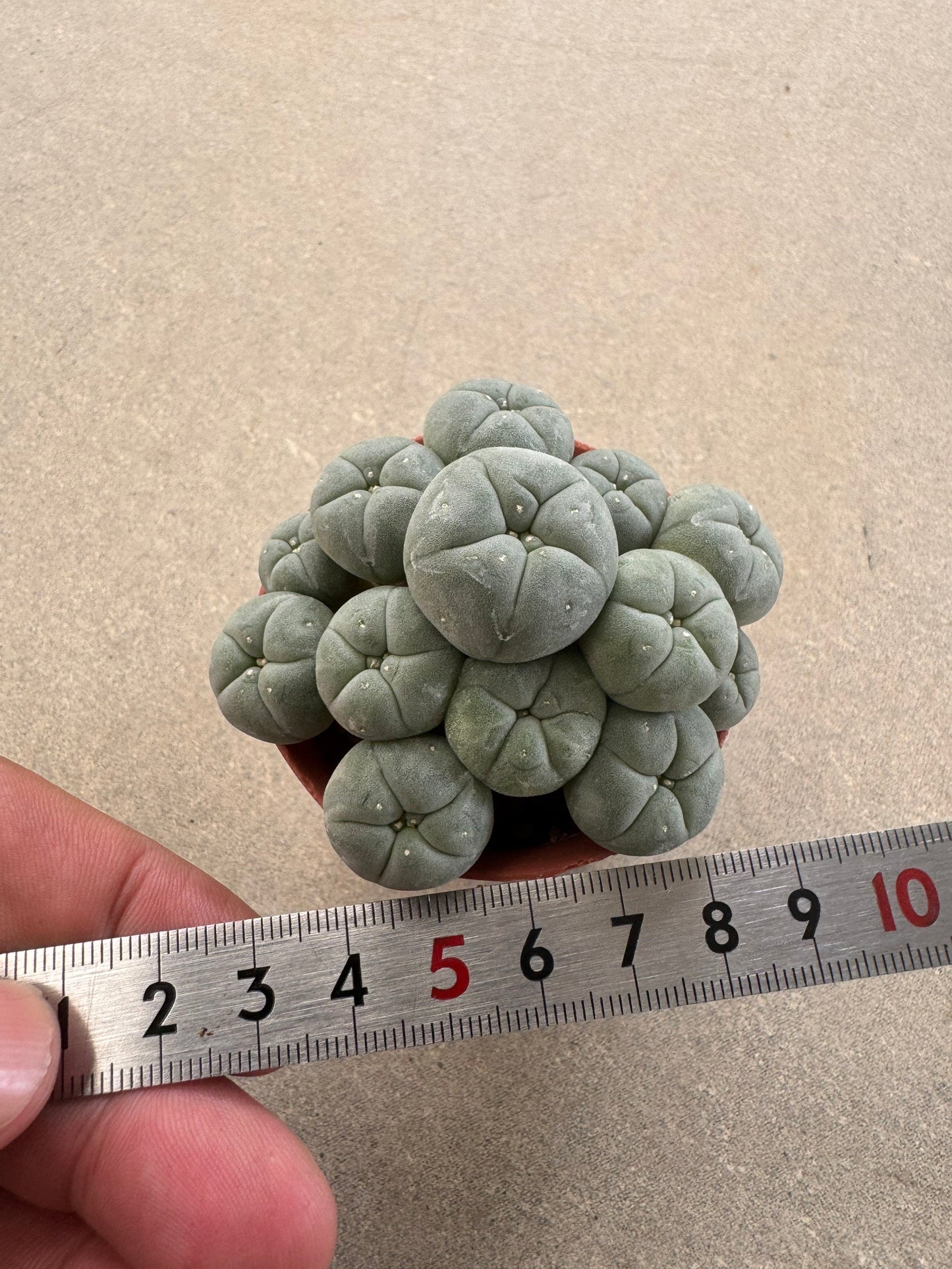 Aesthetic Lophophora williamsii f. caespitosa (Seed-Grown) – Perfect Form