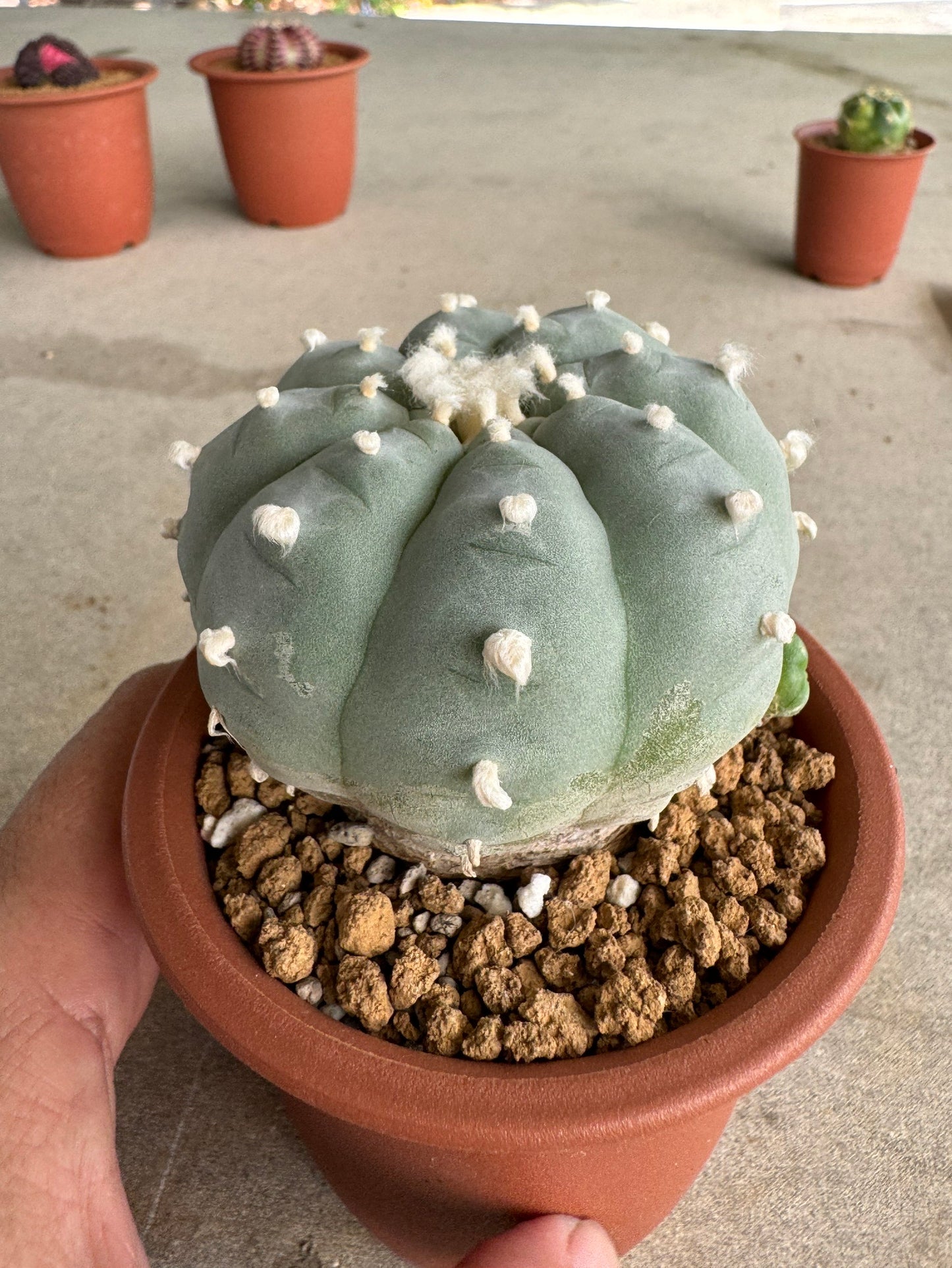 Lophophora williamsii v. texana (Seed-Grown) – Authentic Star Cactus