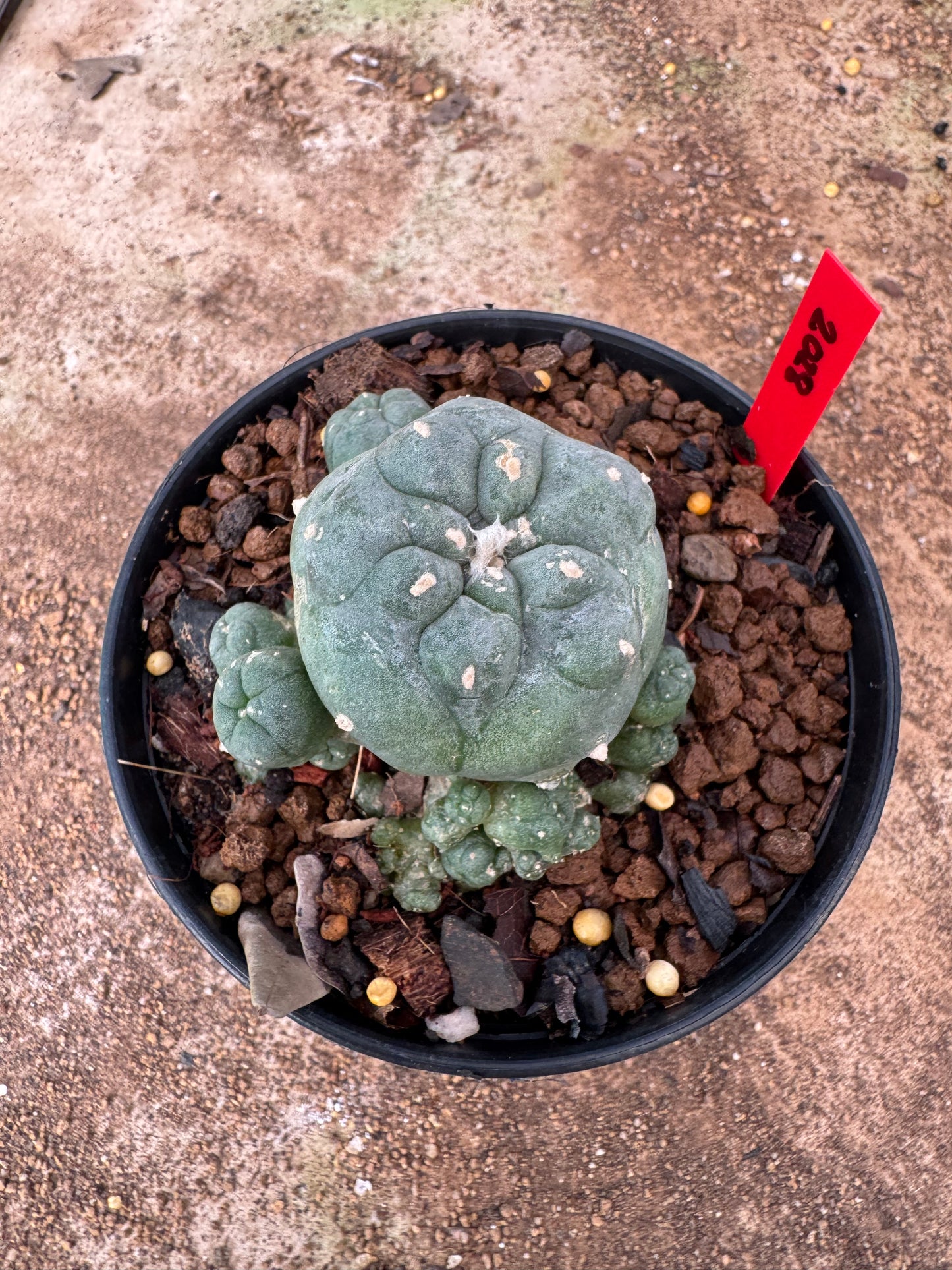 Lophophora williamsii – Peyote Cactus (6–7 cm, Own Root)