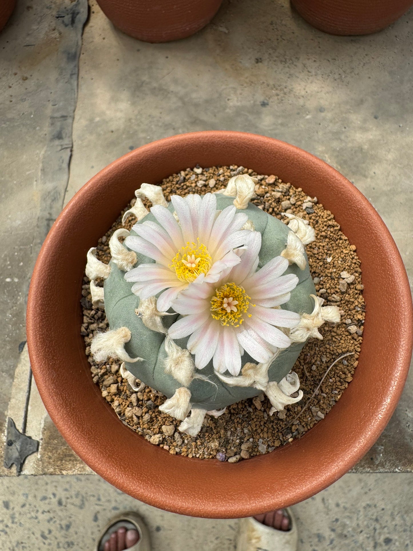 Rare Seed-Grown Lophophora williamsii | Premium Established Seedling (Own Roots)