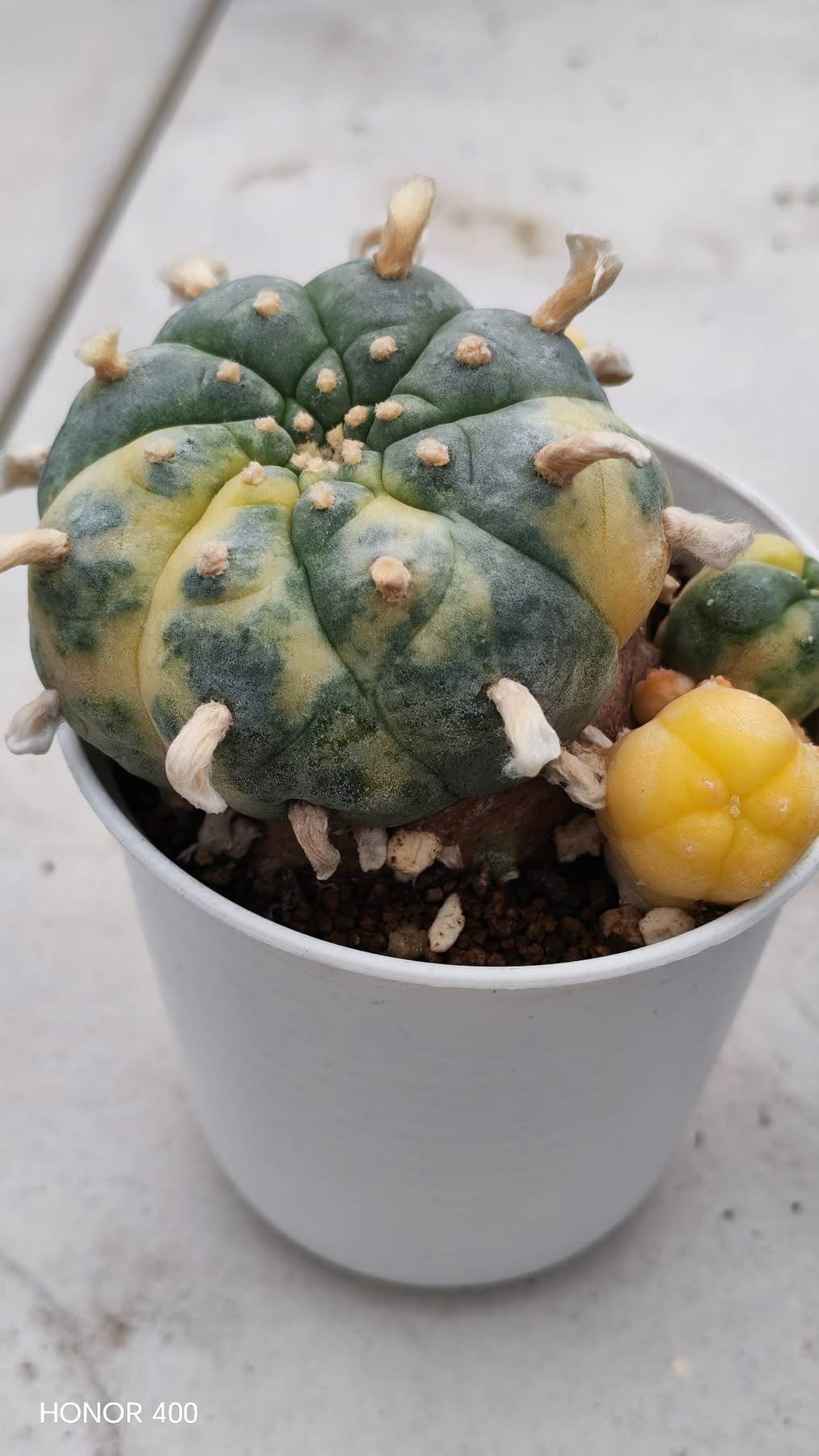 Lophophora williamsii variegated– Peyote Cactus (Seed Grown, 3-3.5 cm, Own Root) 15 years old