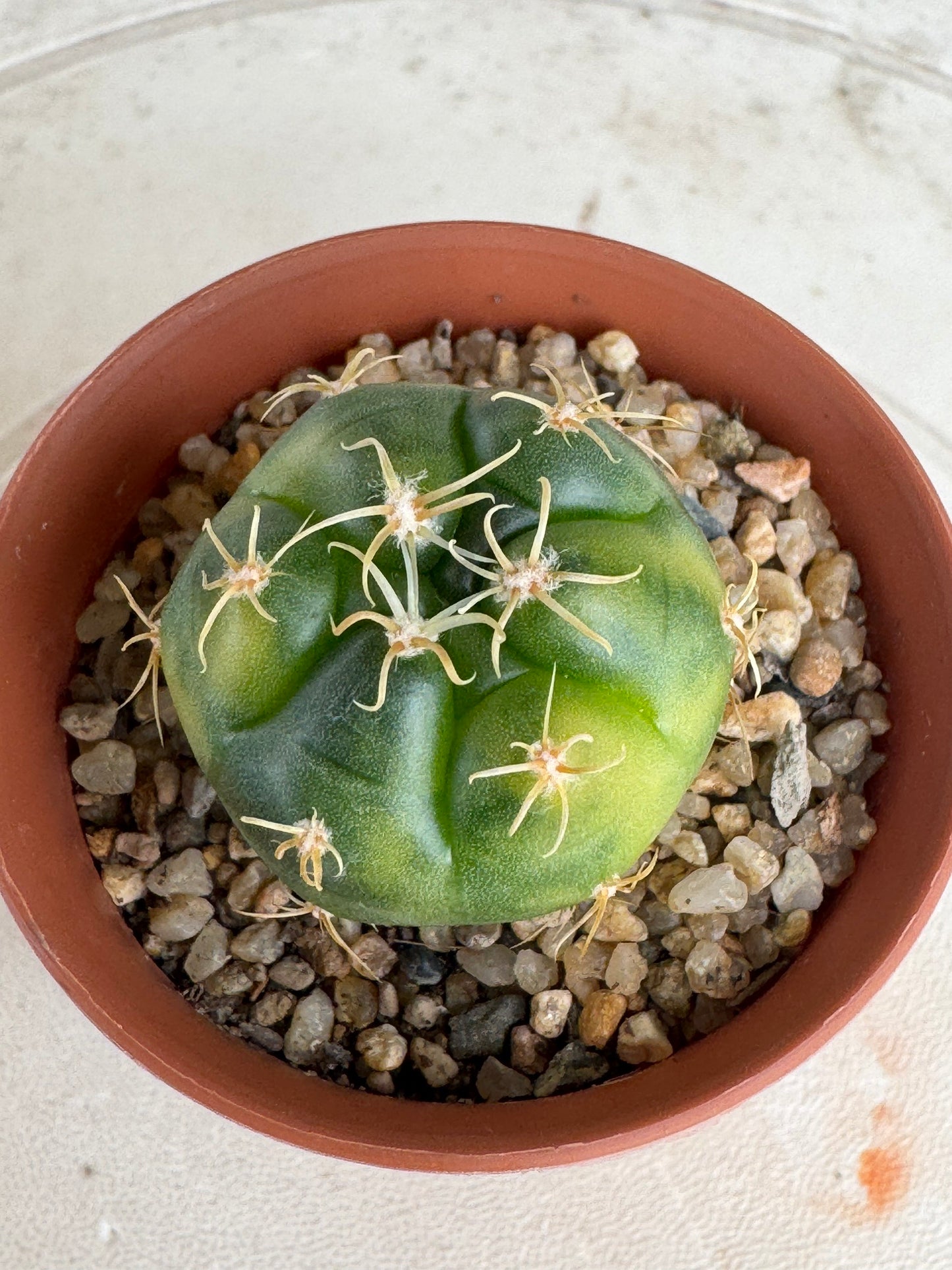 Gymnocalycium 'Kaiomaru' Variegated | Premium Seed-Grown Spider Spine Cactus