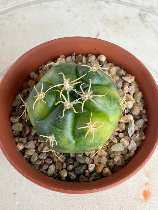 Gymnocalycium 'Kaiomaru' Variegated | Premium Seed-Grown Spider Spine Cactus