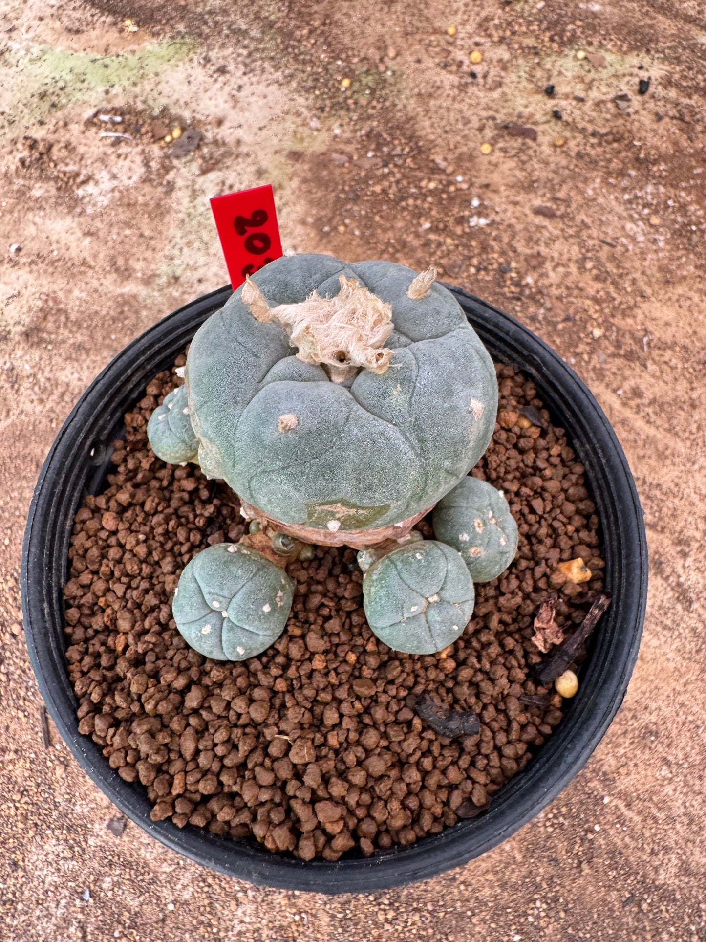 Lophophora williamsii – Peyote Cactus (4-6 cm, Own Root)
