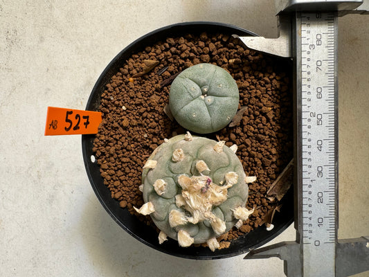 Lophophora williamsii – Peyote Cactus (6–7 cm, Own Root)