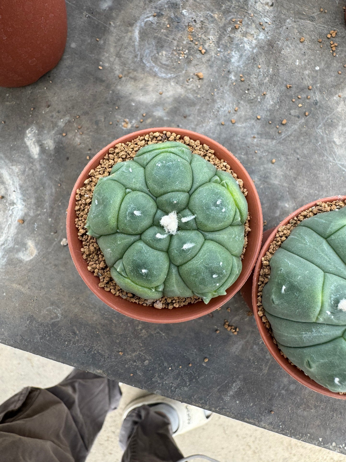 Astrophytum asterias 'Kikko' 5-Ribbed Form – Premium Set of 2
