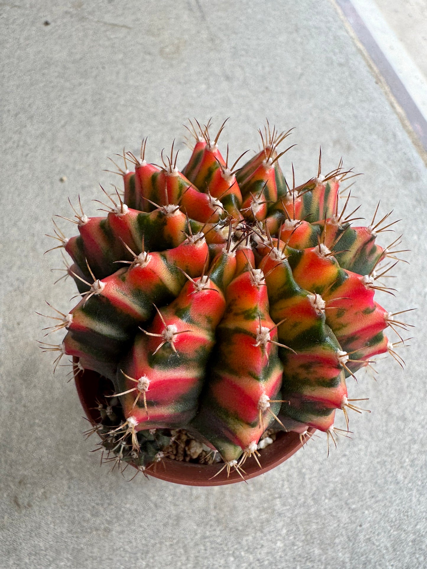 Gymnocalycium mihanovichii 'Christmas Light' Variegated (Rooted Offshoot)
