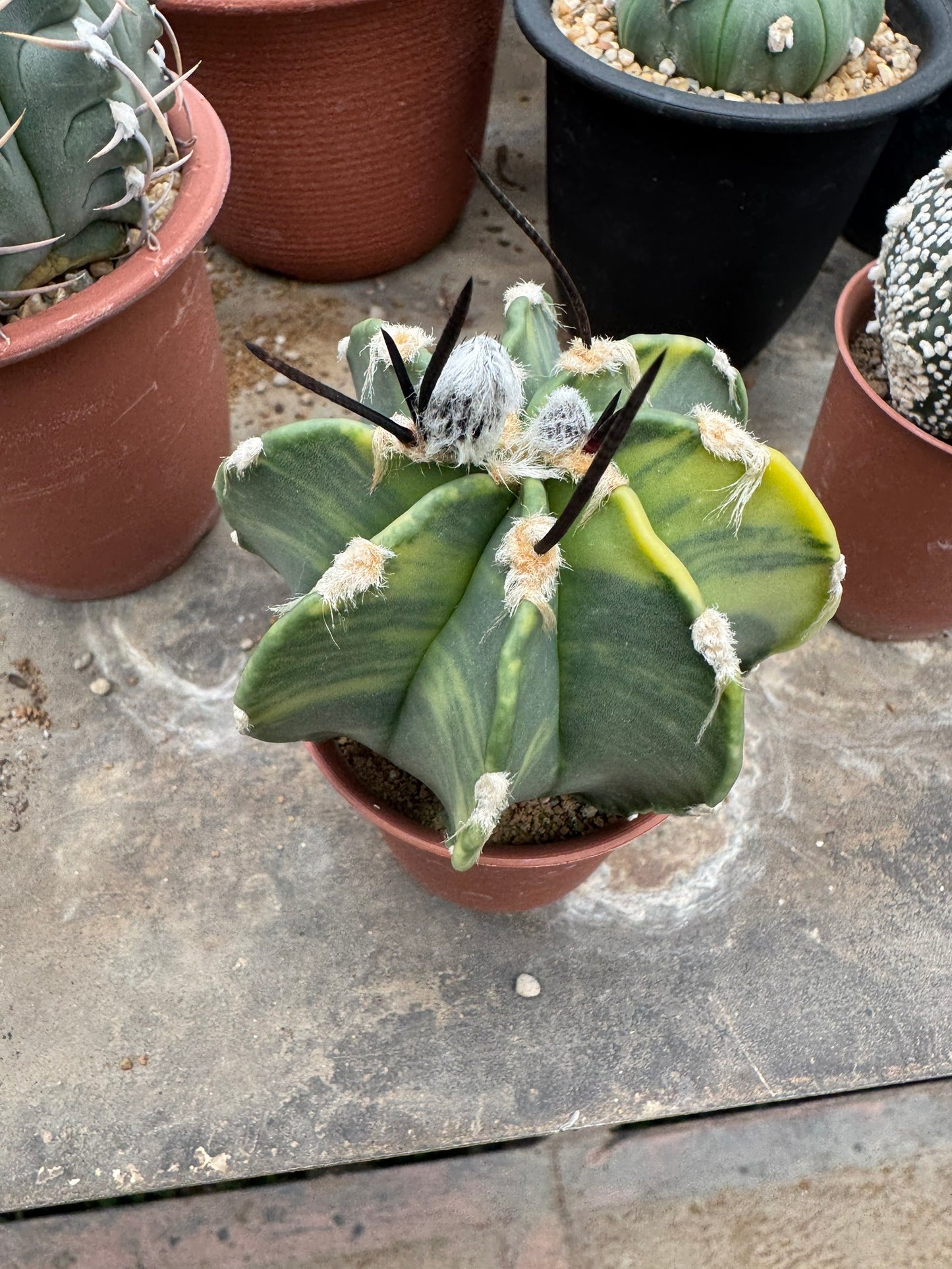 Astrophytum capricorne v. crassispinum | Premium Seed-Grown Nudum Goat's Horn Cactus