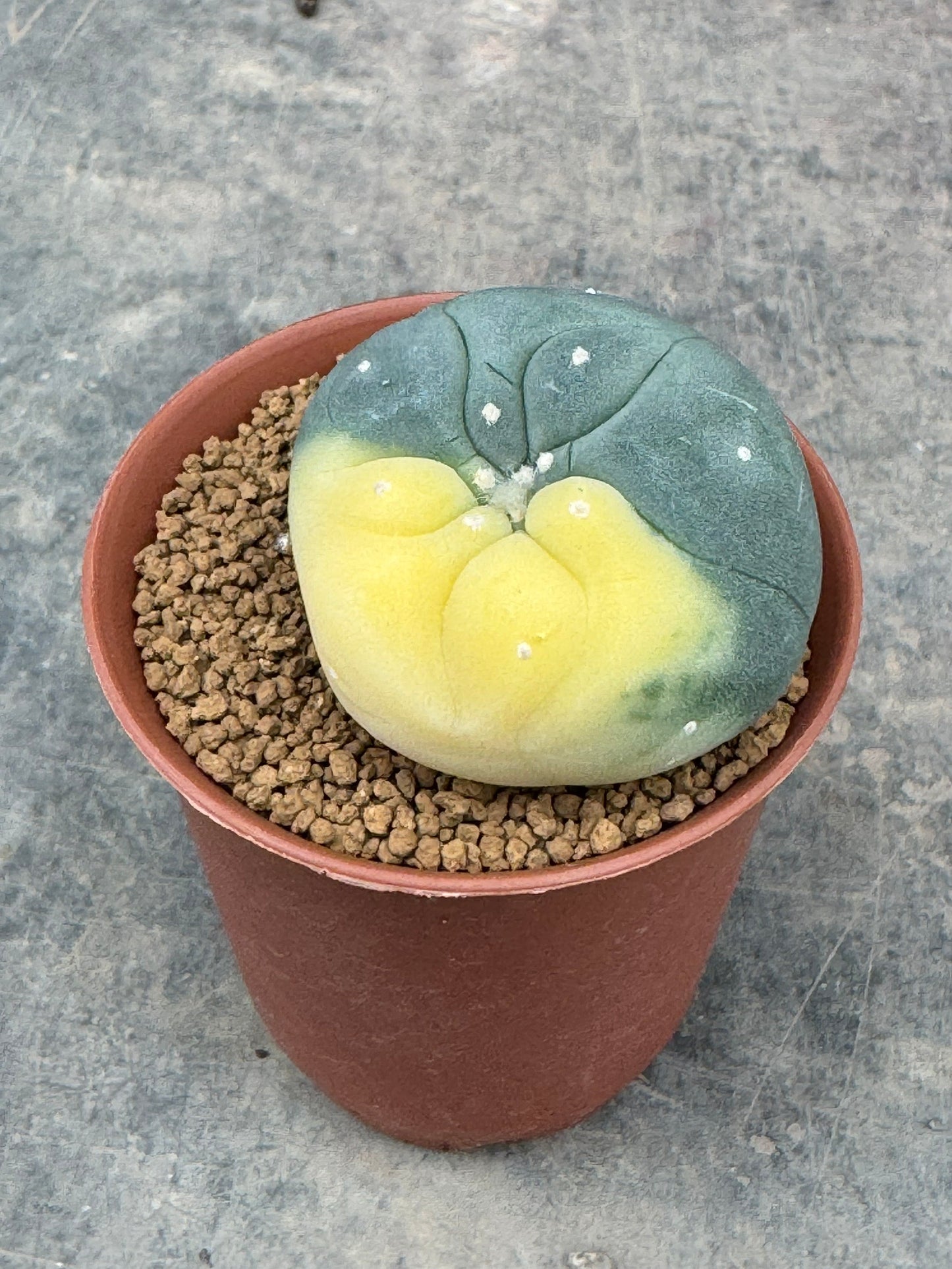 Lophophora williamsii variegate – Peyote Cactus (Seed Grown, 2-3 cm, Own Root) 10 years old