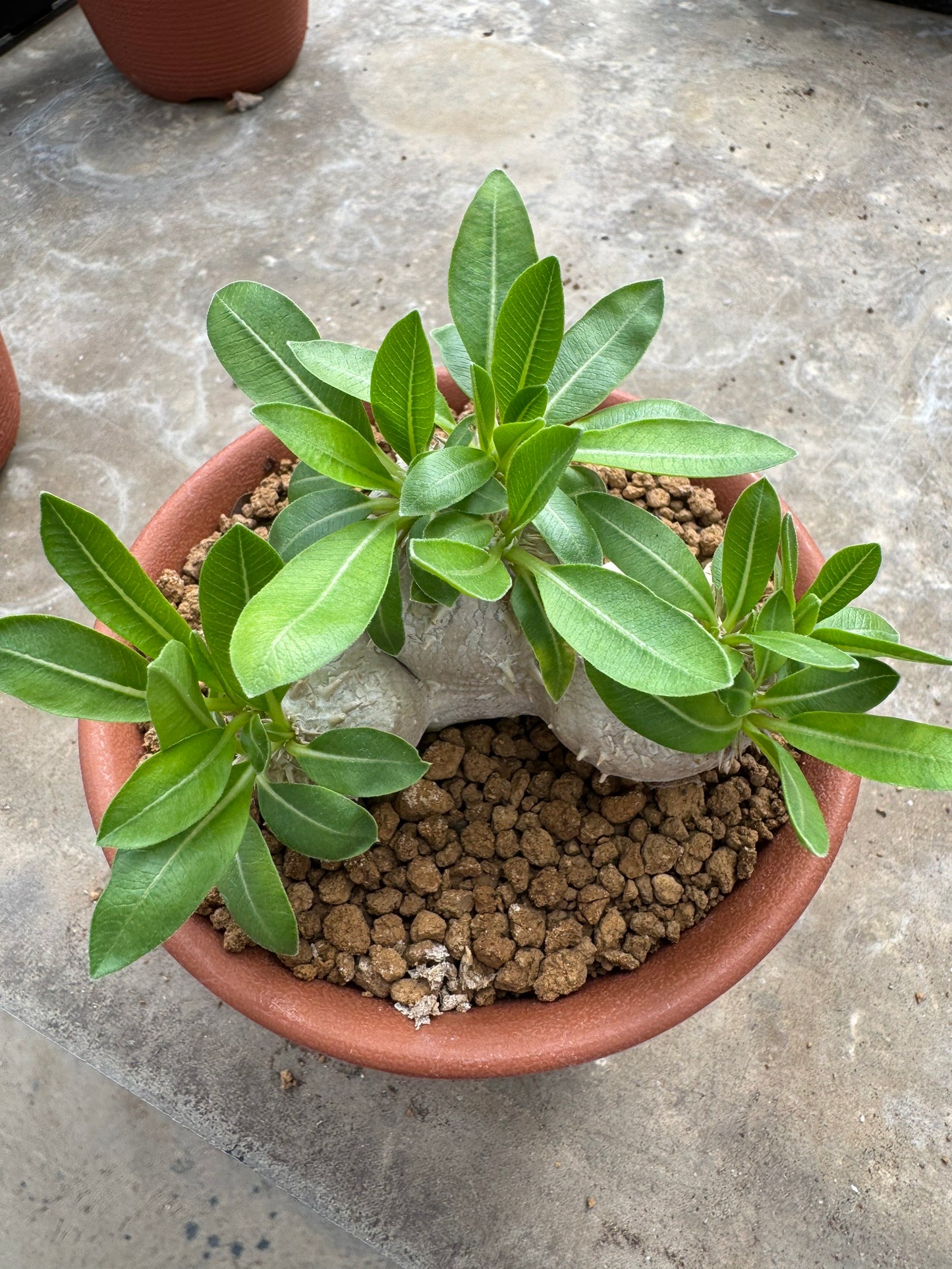 Pachypodium brevicaule (Seed-Grown) – Rare Caudiciform Plant