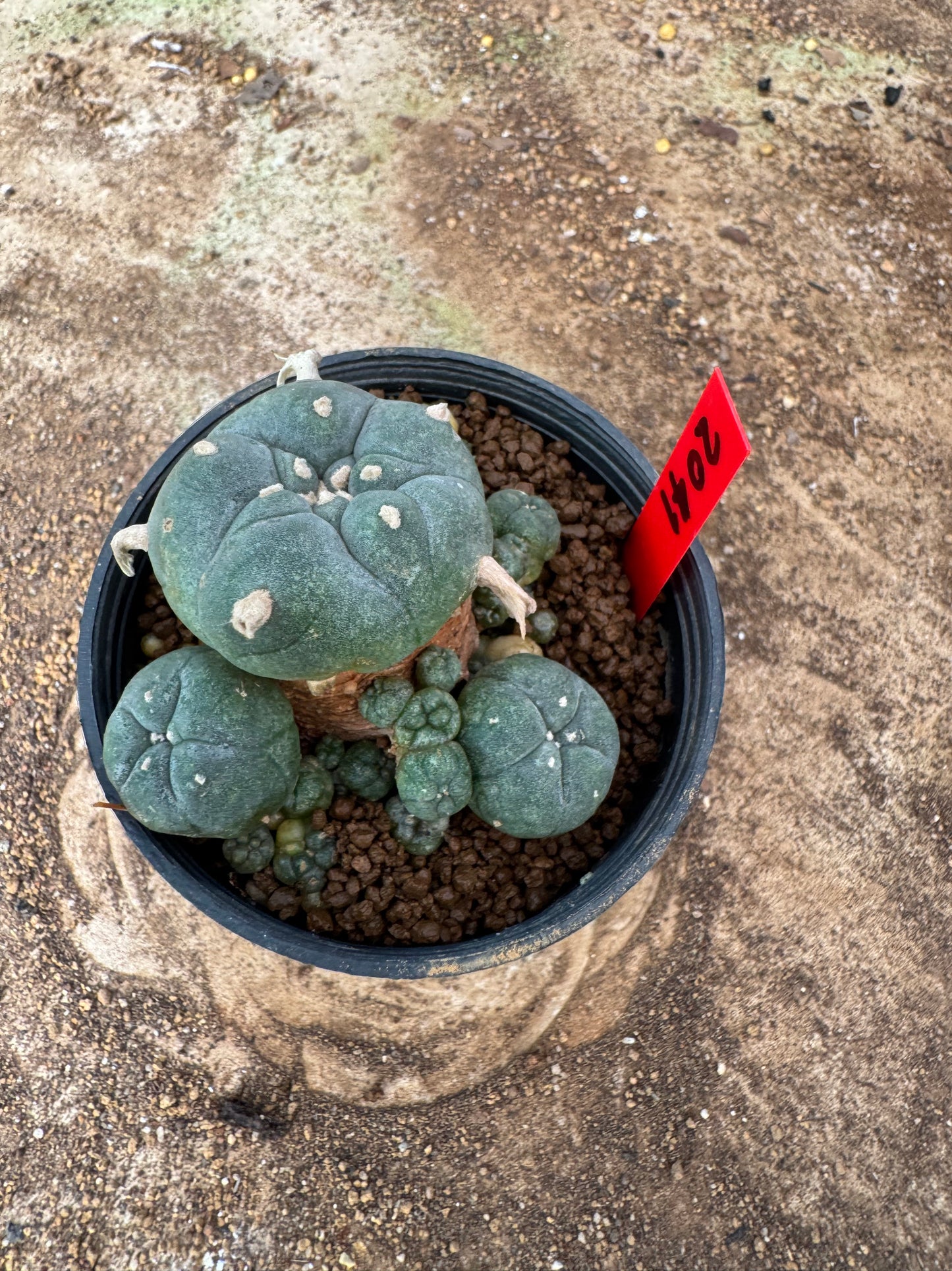 Lophophora williamsii – Peyote Cactus (4-6 cm, Own Root)