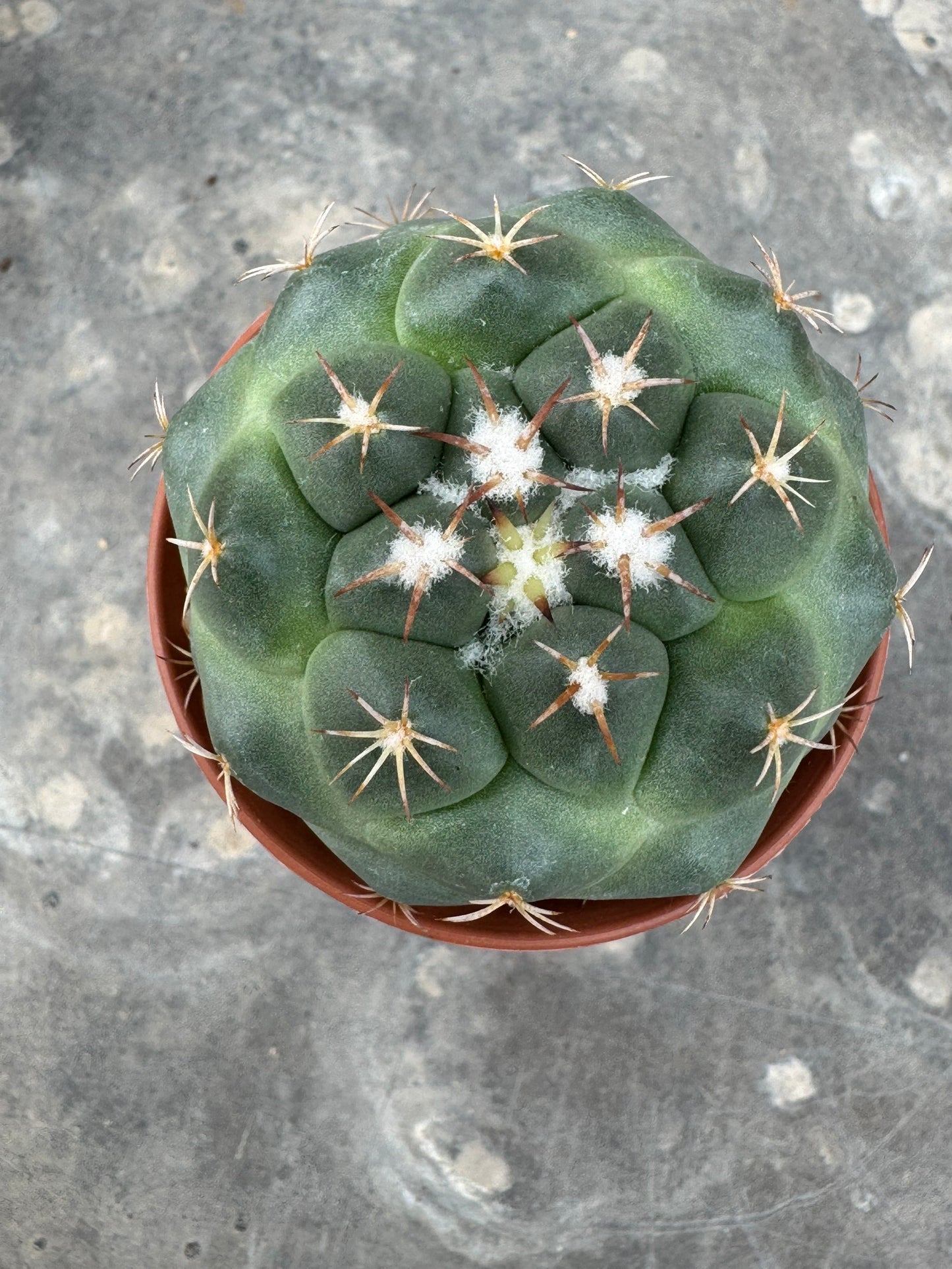 Coryphantha bumamma 'Green' (Japan Clone) – Premium Rooted Offshoot