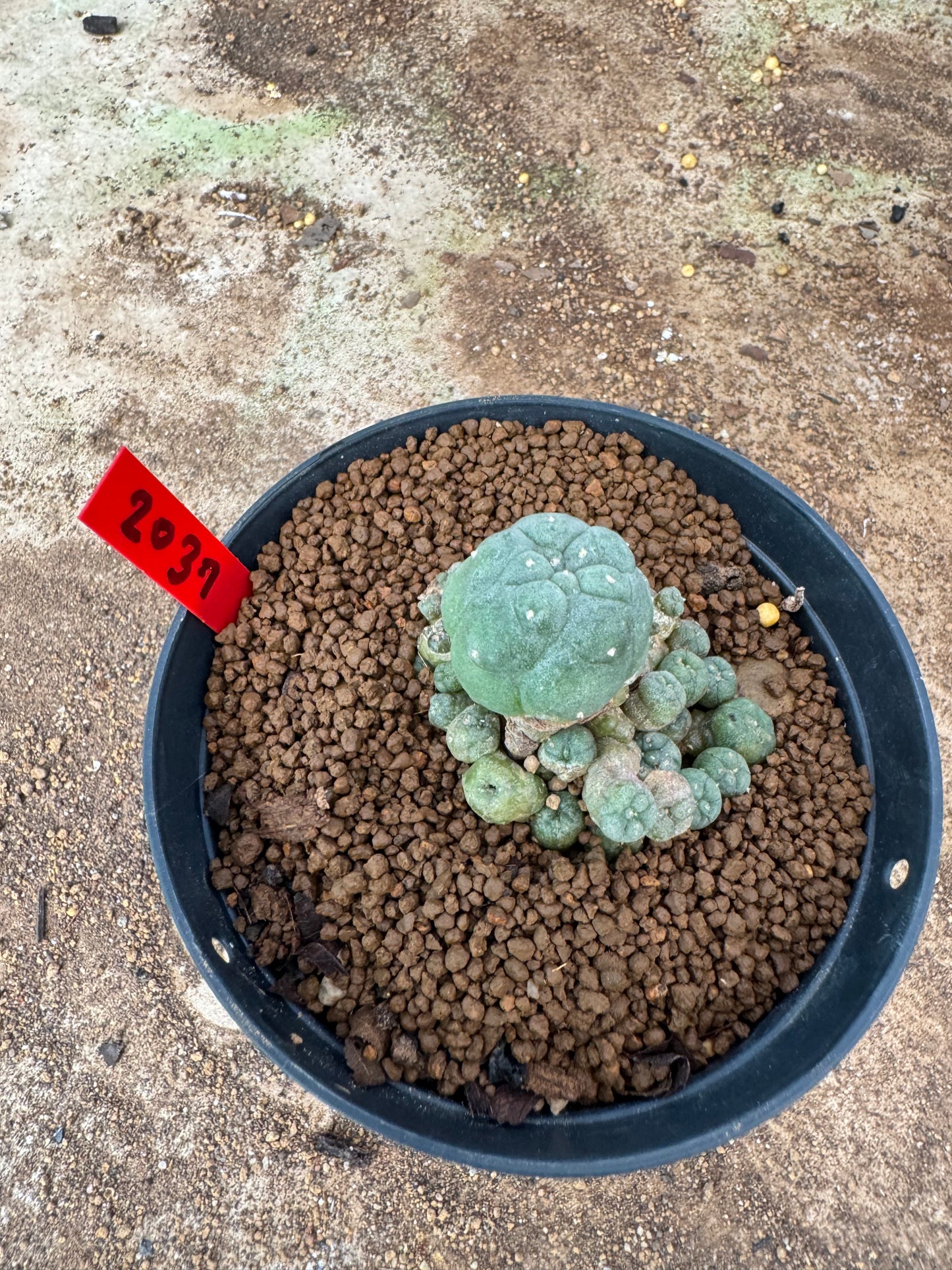 Lophophora williamsii – Peyote Cactus (4-6 cm, Own Root)