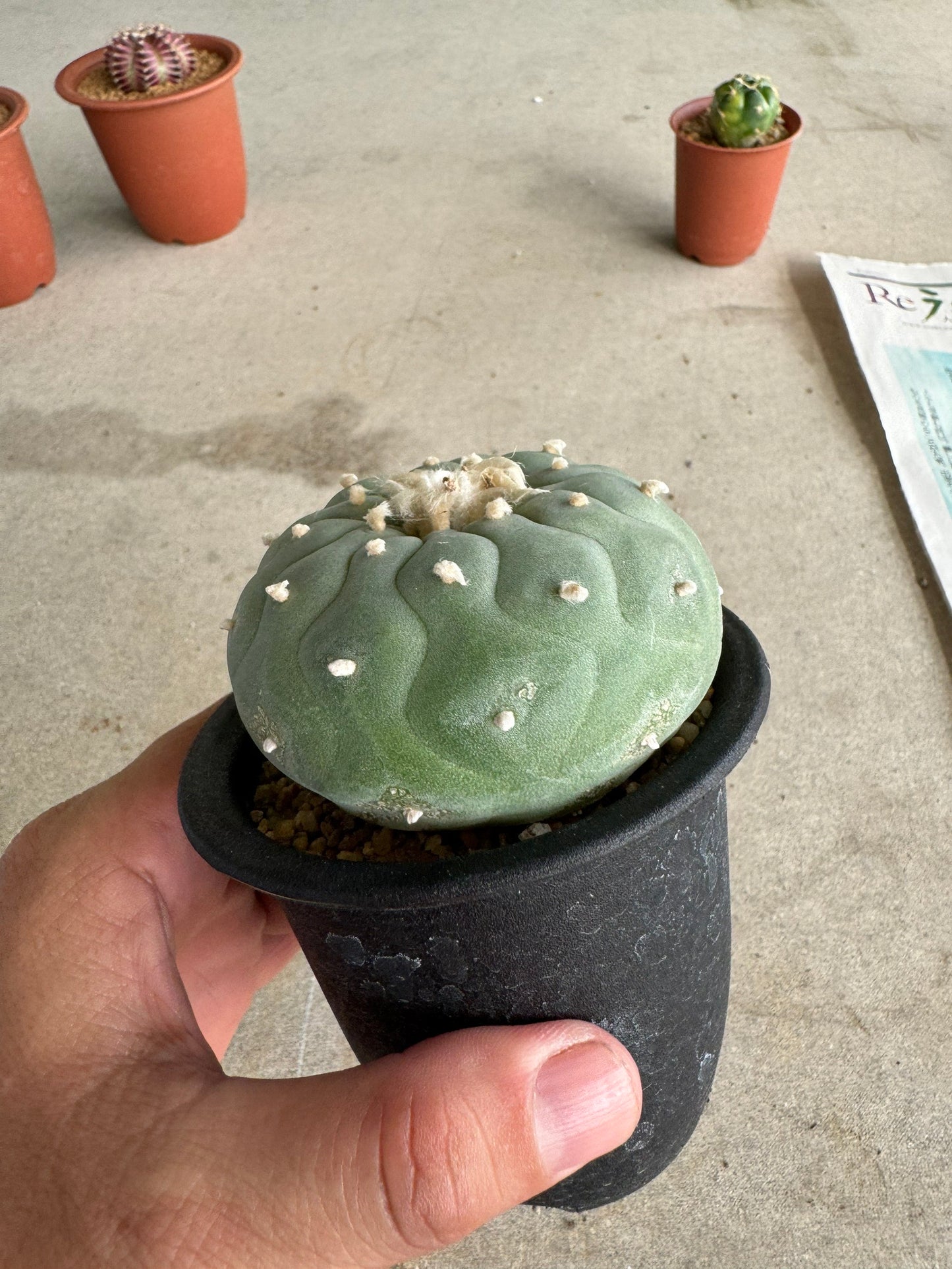 Lophophora fricii 'Multi-Ribs Clone' (Rooted Offshoot) – Premium Form