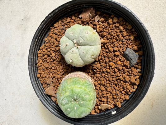 Lophophora williamsii – Peyote Cactus (6–7 cm, Own Root)