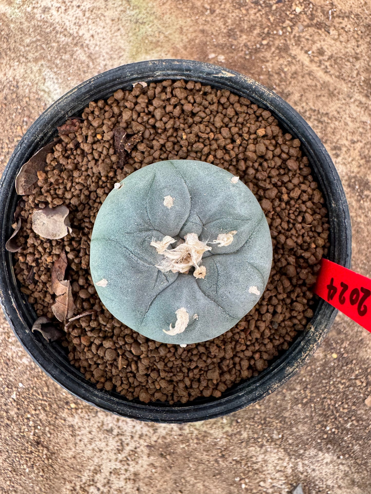 Lophophora williamsii – Peyote Cactus (6–7 cm, Own Root)