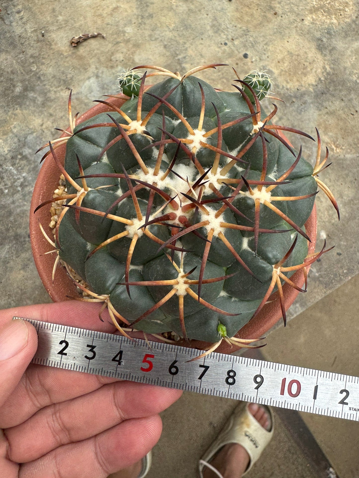Rare Coryphantha elephantidens | Black Spine Variant Cactus (Rooted Cutting)
