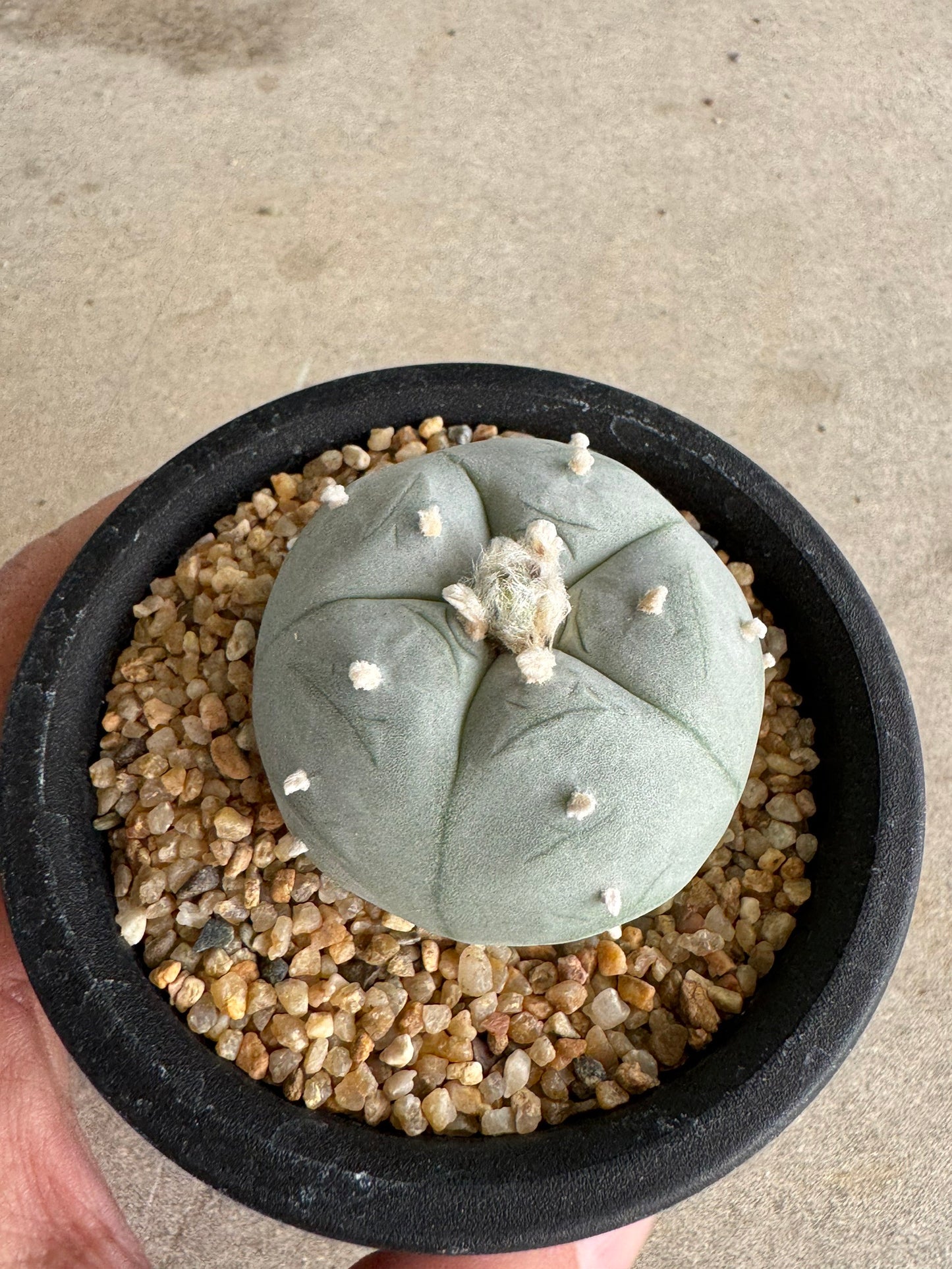 Lophophora williamsii v. texana (Seed-Grown) – Authentic Star Cactus