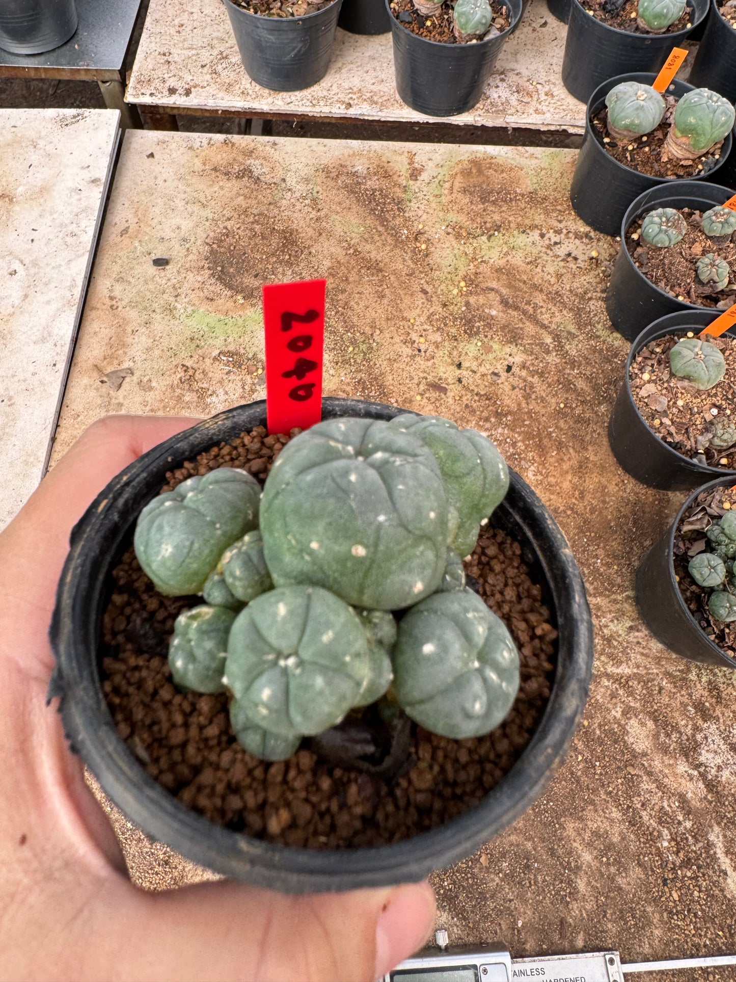 Lophophora williamsii – Peyote Cactus (4-6 cm, Own Root)