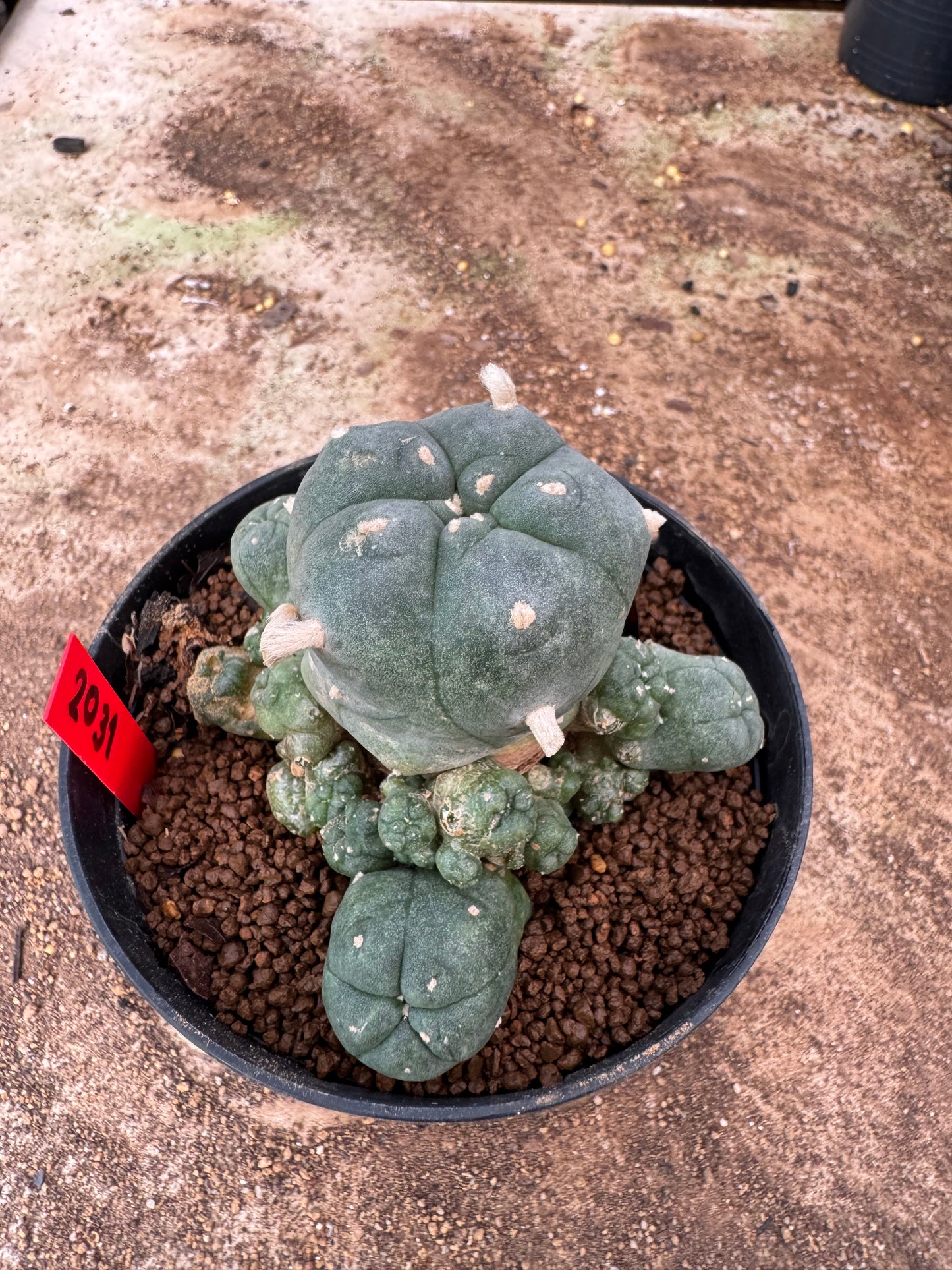 Lophophora williamsii – Peyote Cactus (6–7 cm, Own Root)